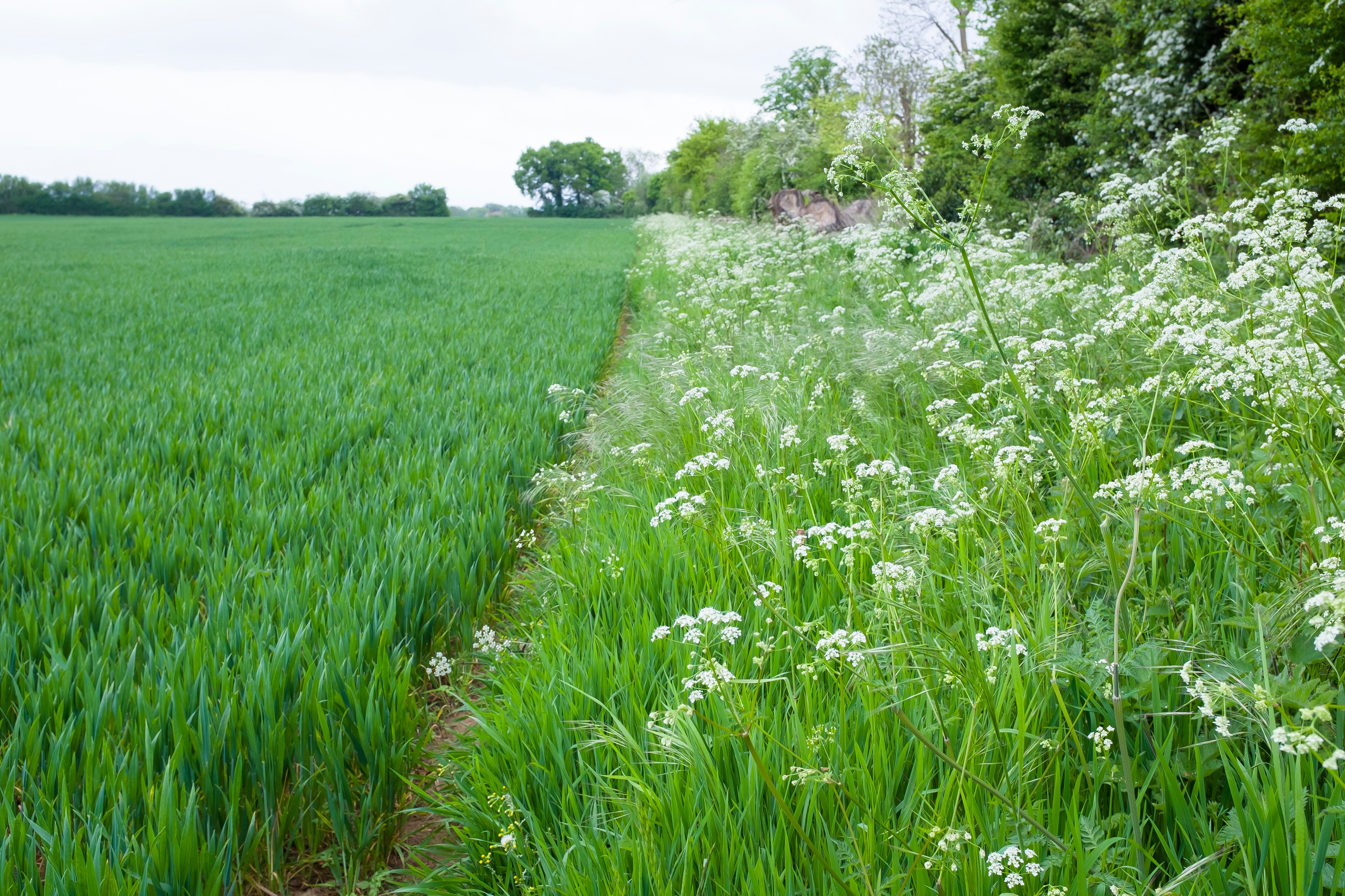Field margin with wild flowers growing in UK farmland