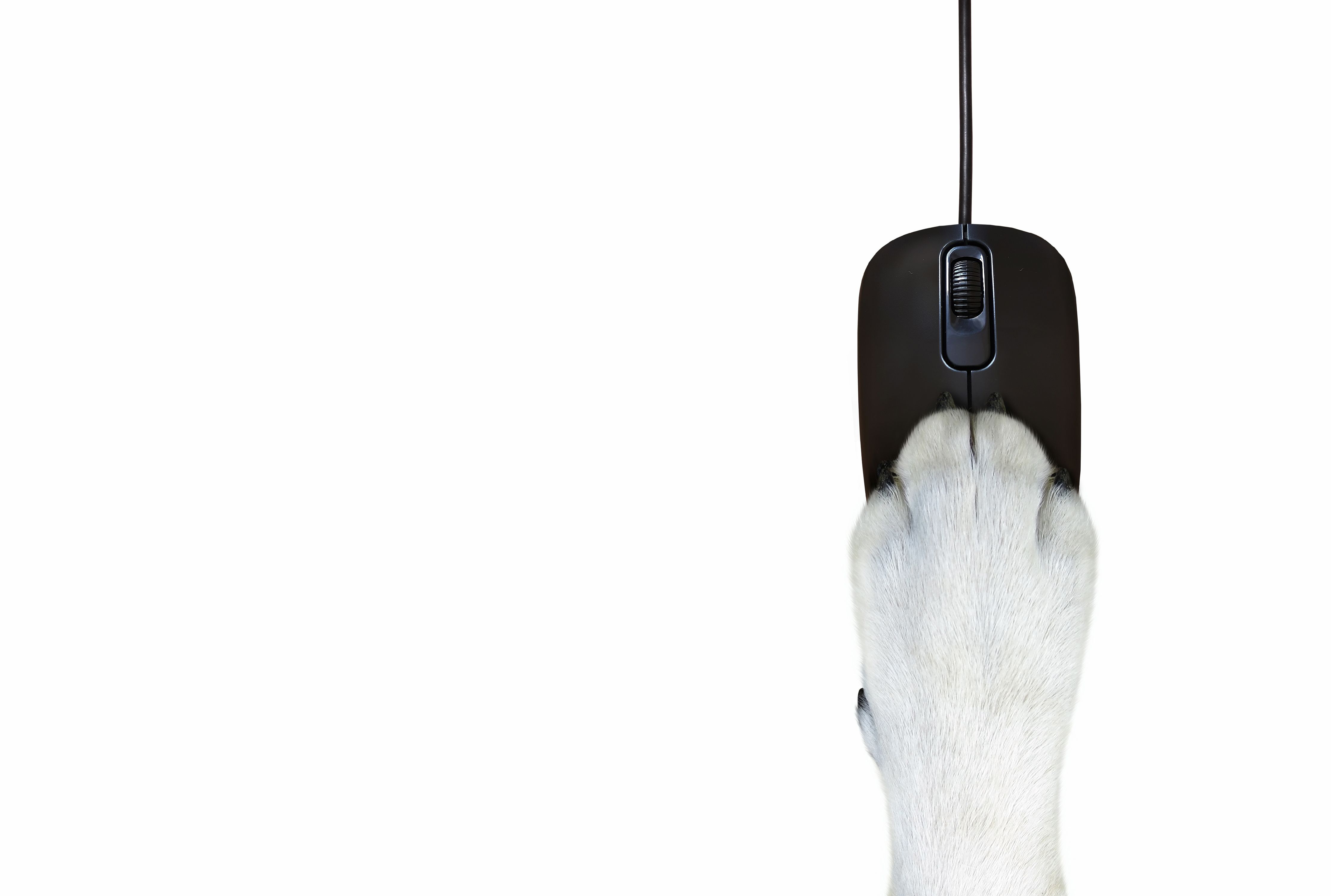 dog clicker