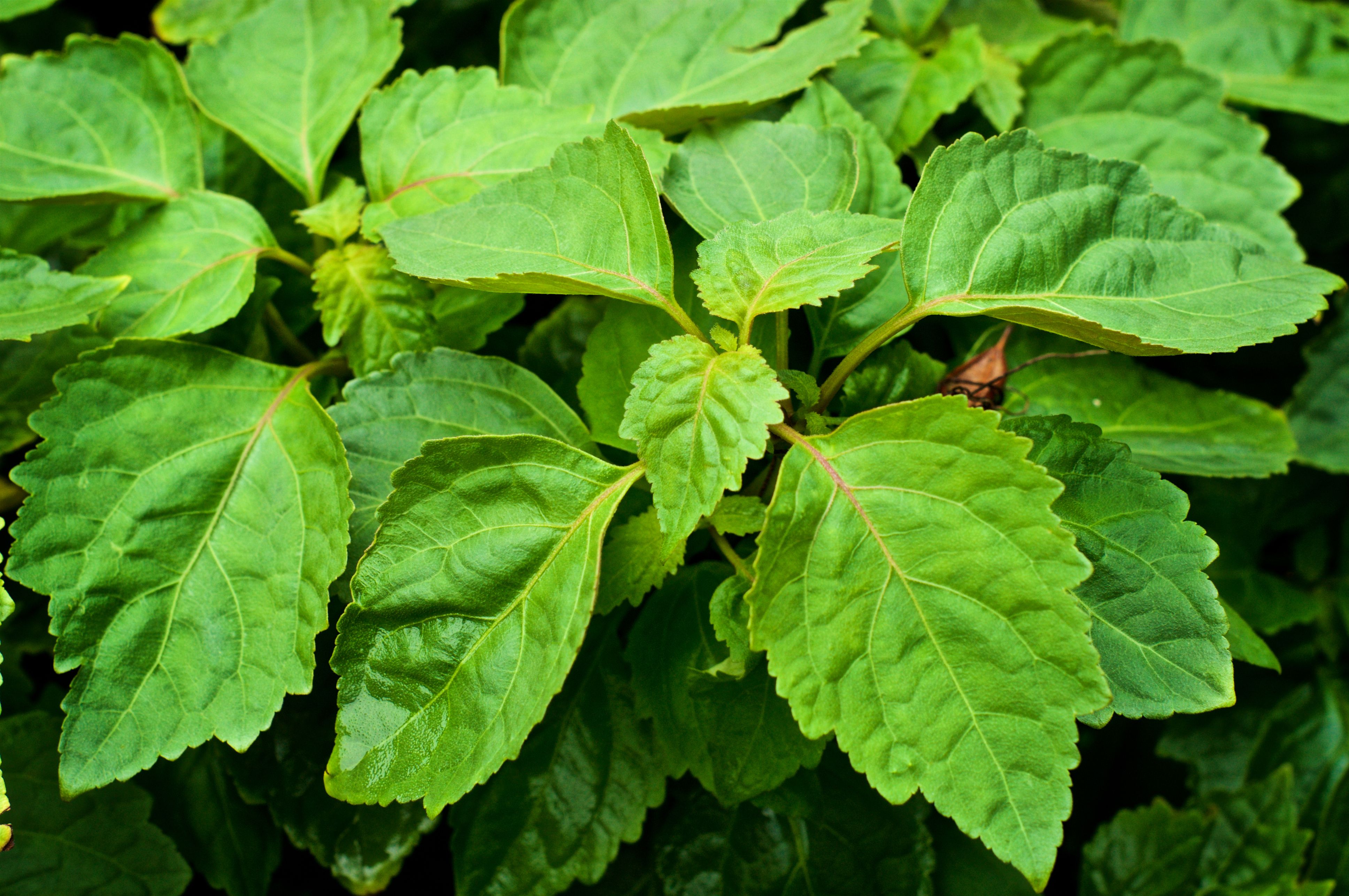 close up of large leaves on patchouli plant