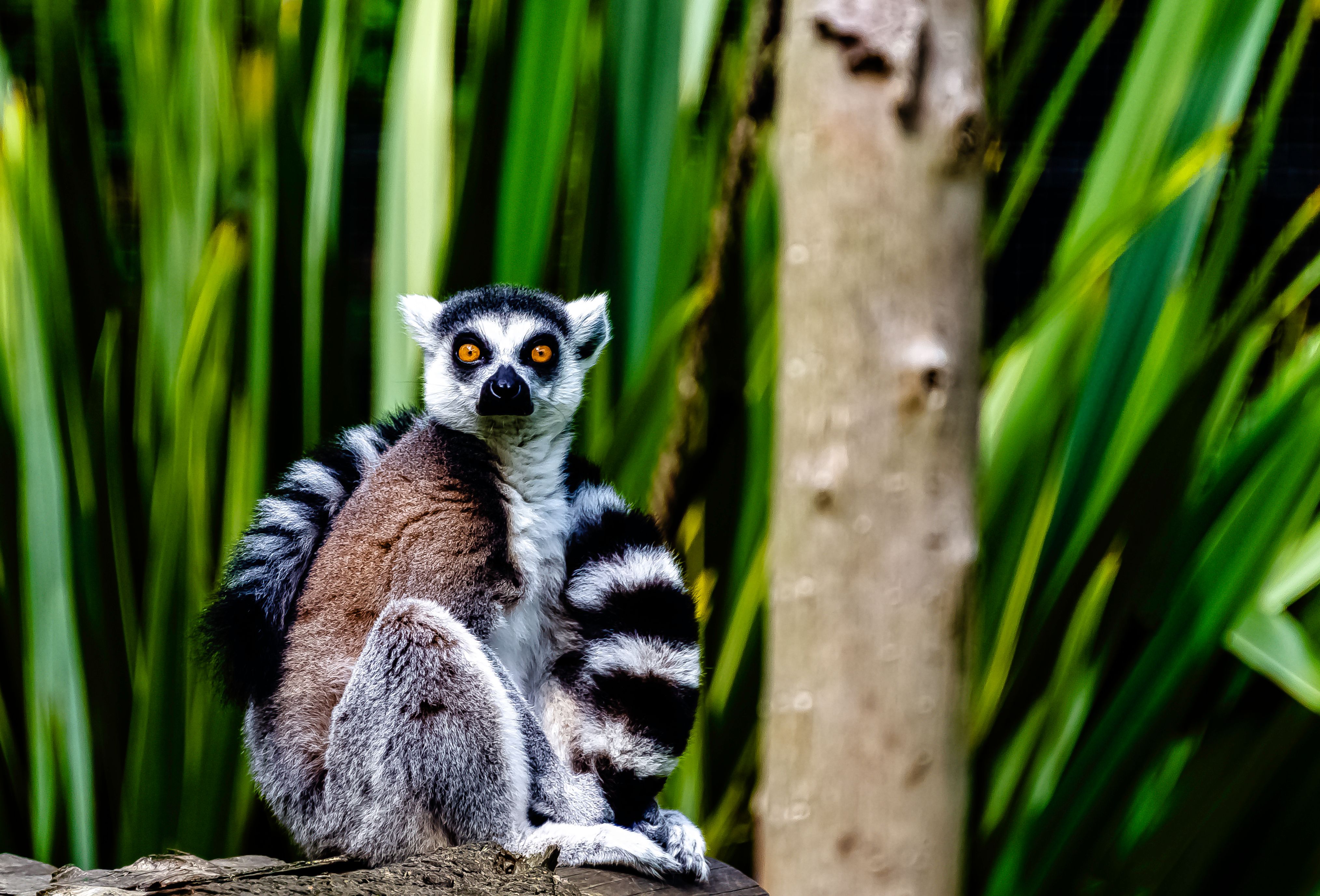 madagascar lemurs