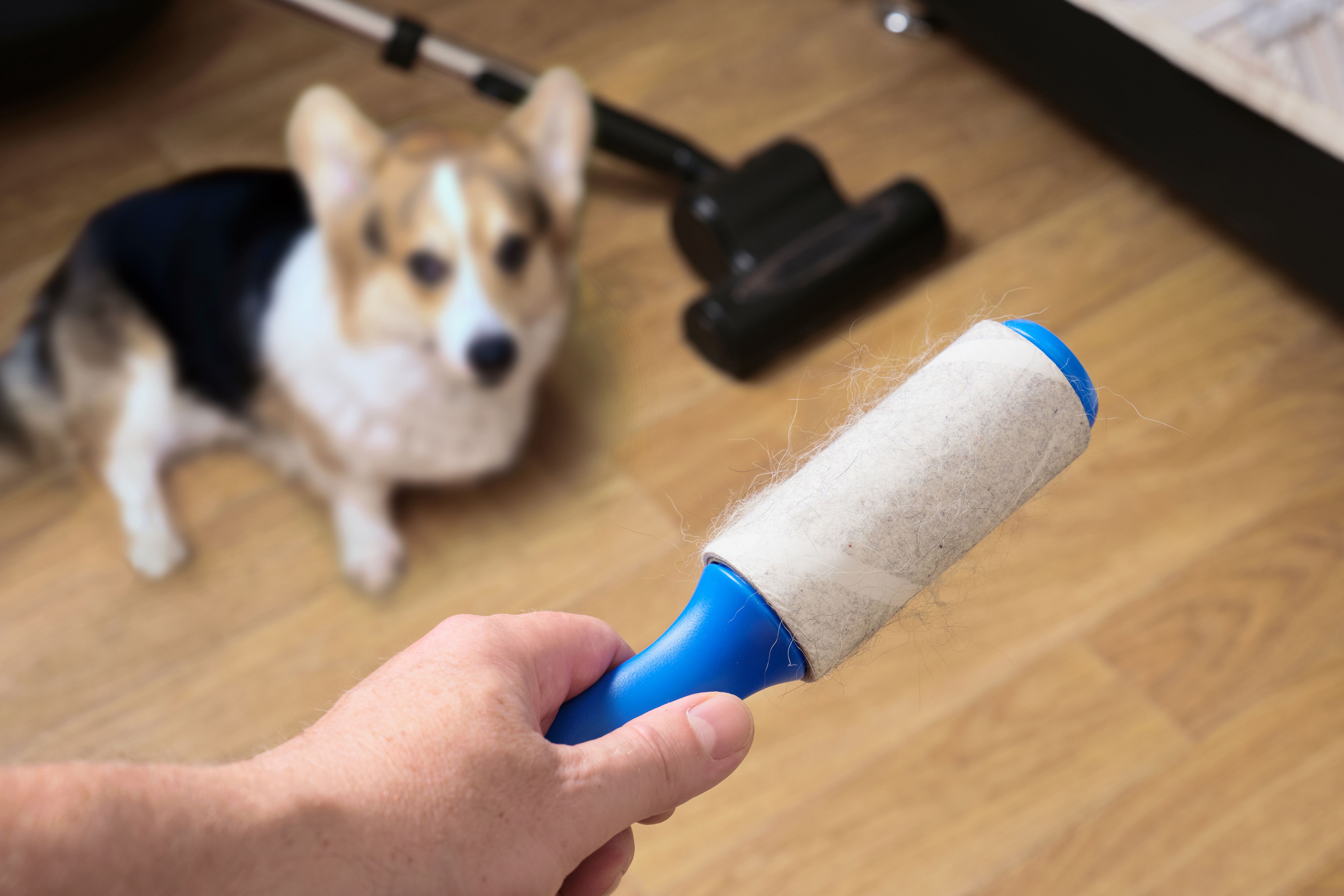 cleaning pet hair