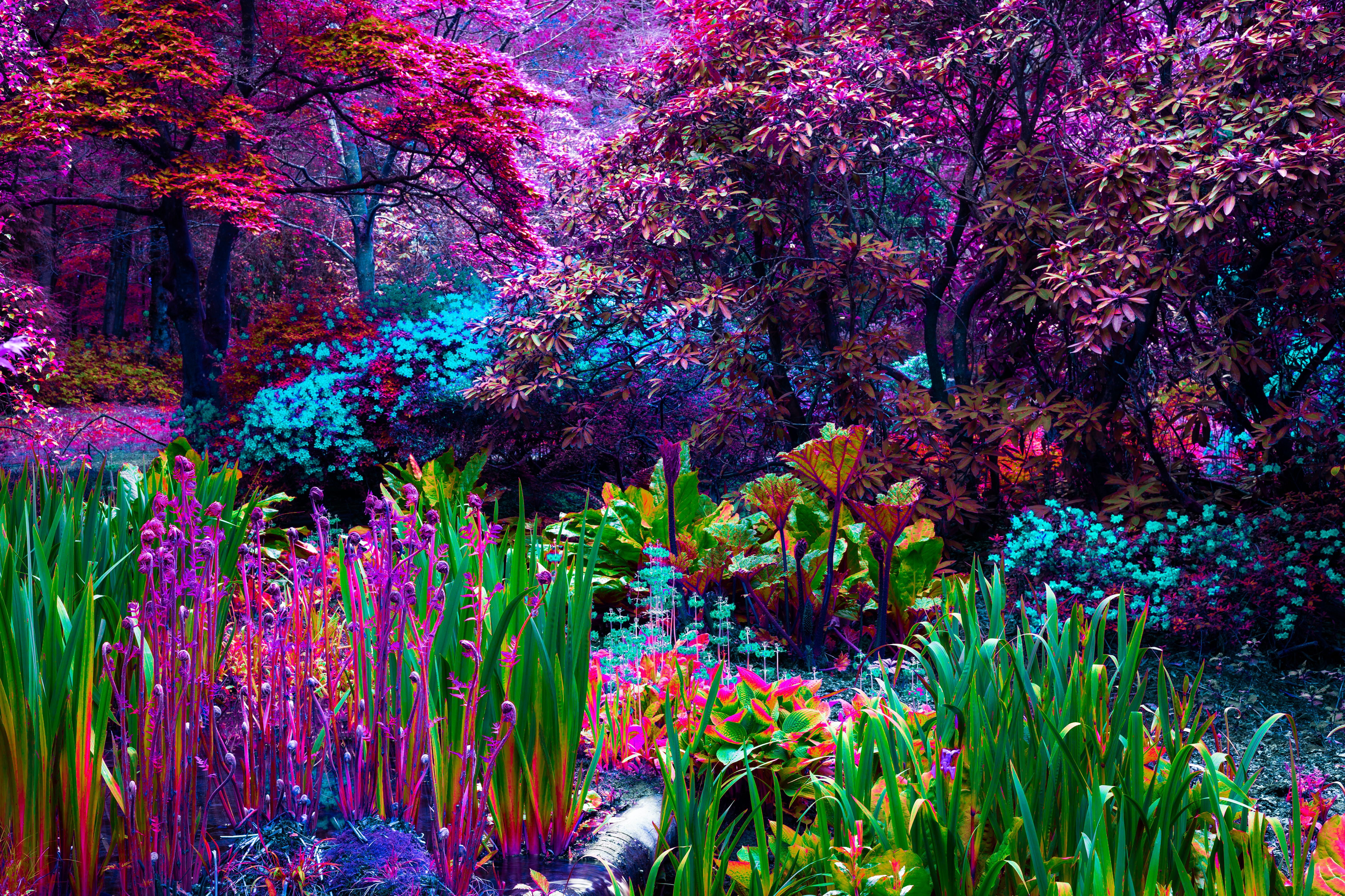 Surreal fantasy garden with multi-colored plants and foliage Surreal fantasy garden with multi-colored plants and foliage