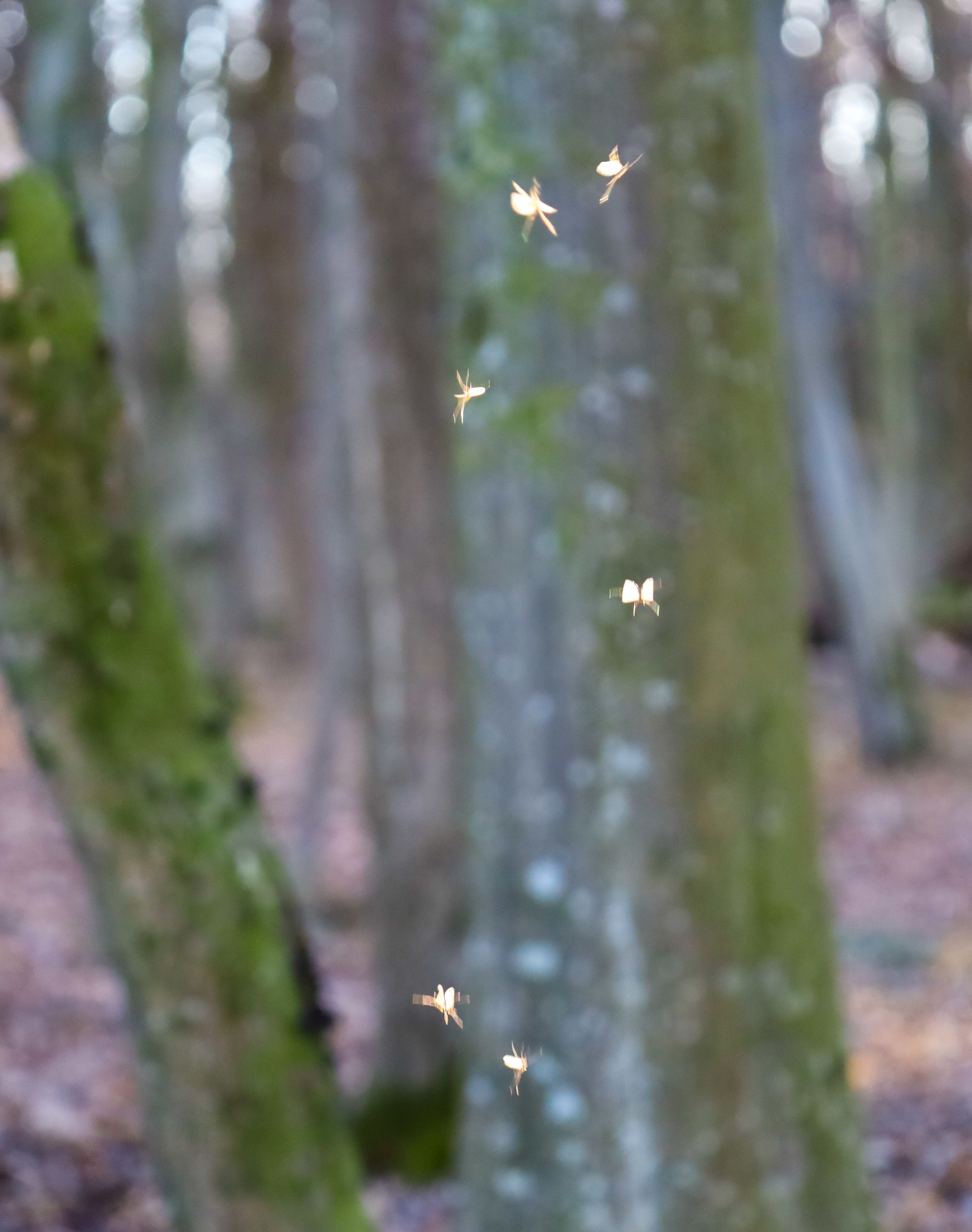 outdoor adventure samara