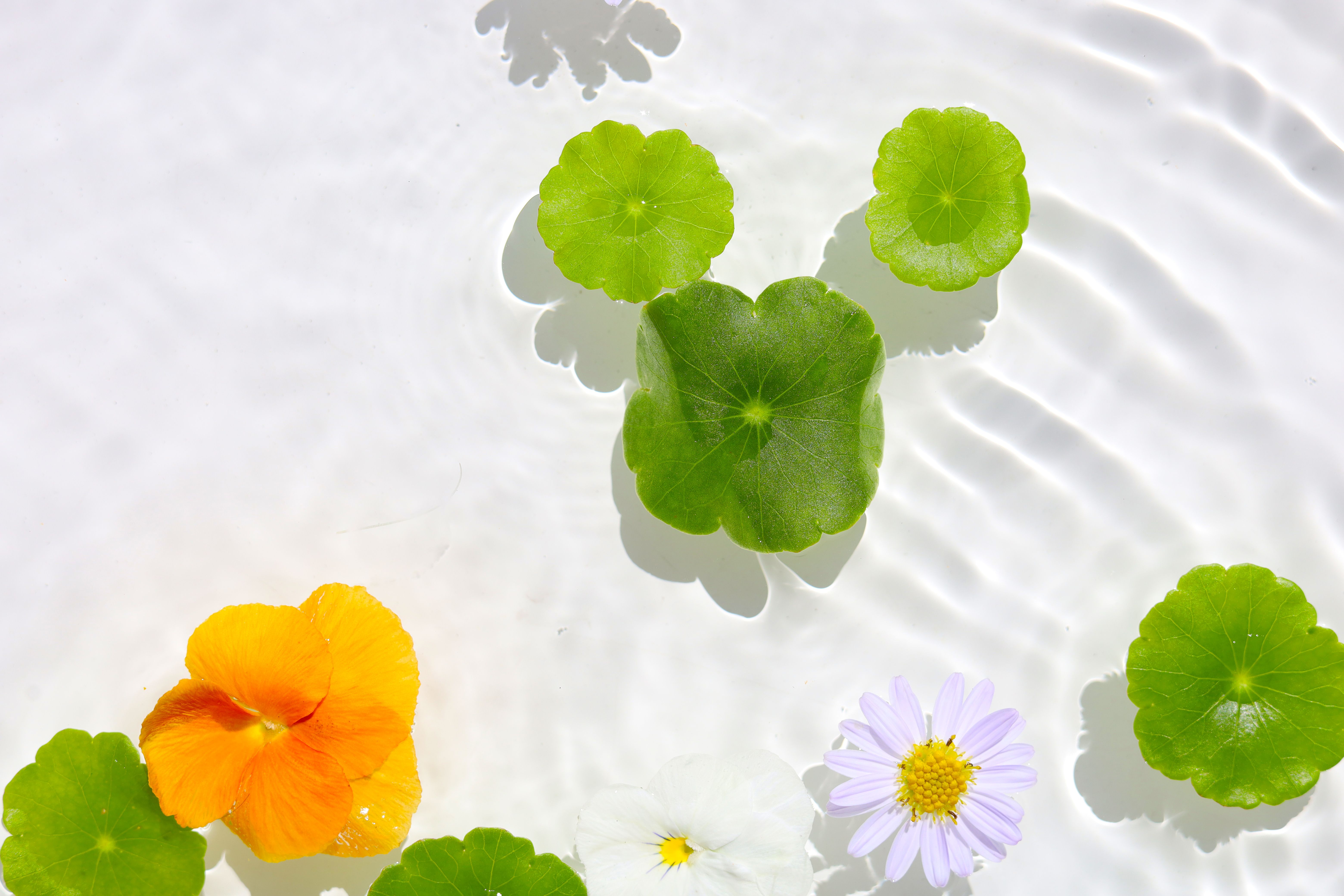 asian skincare ingredients