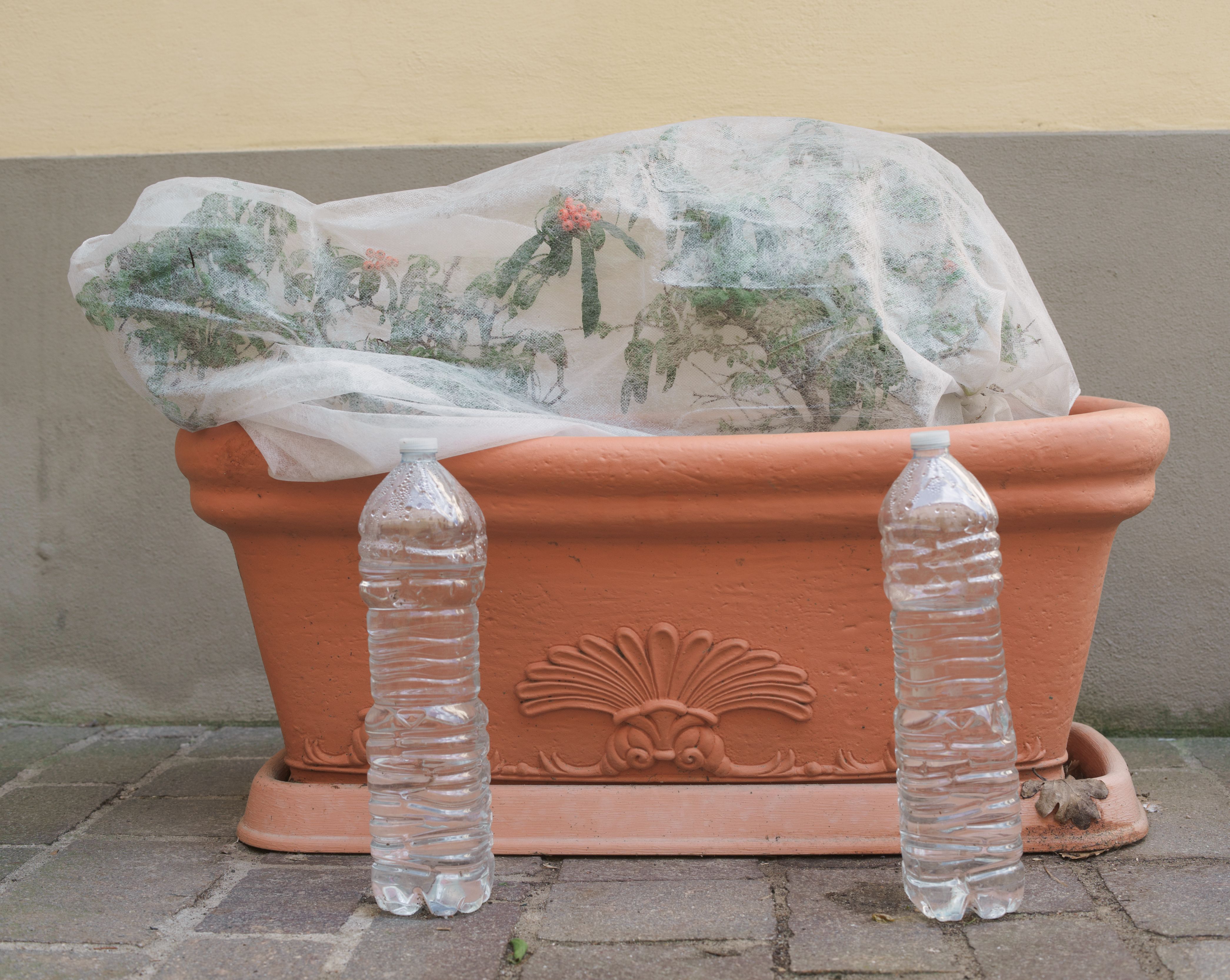 plant protection winter