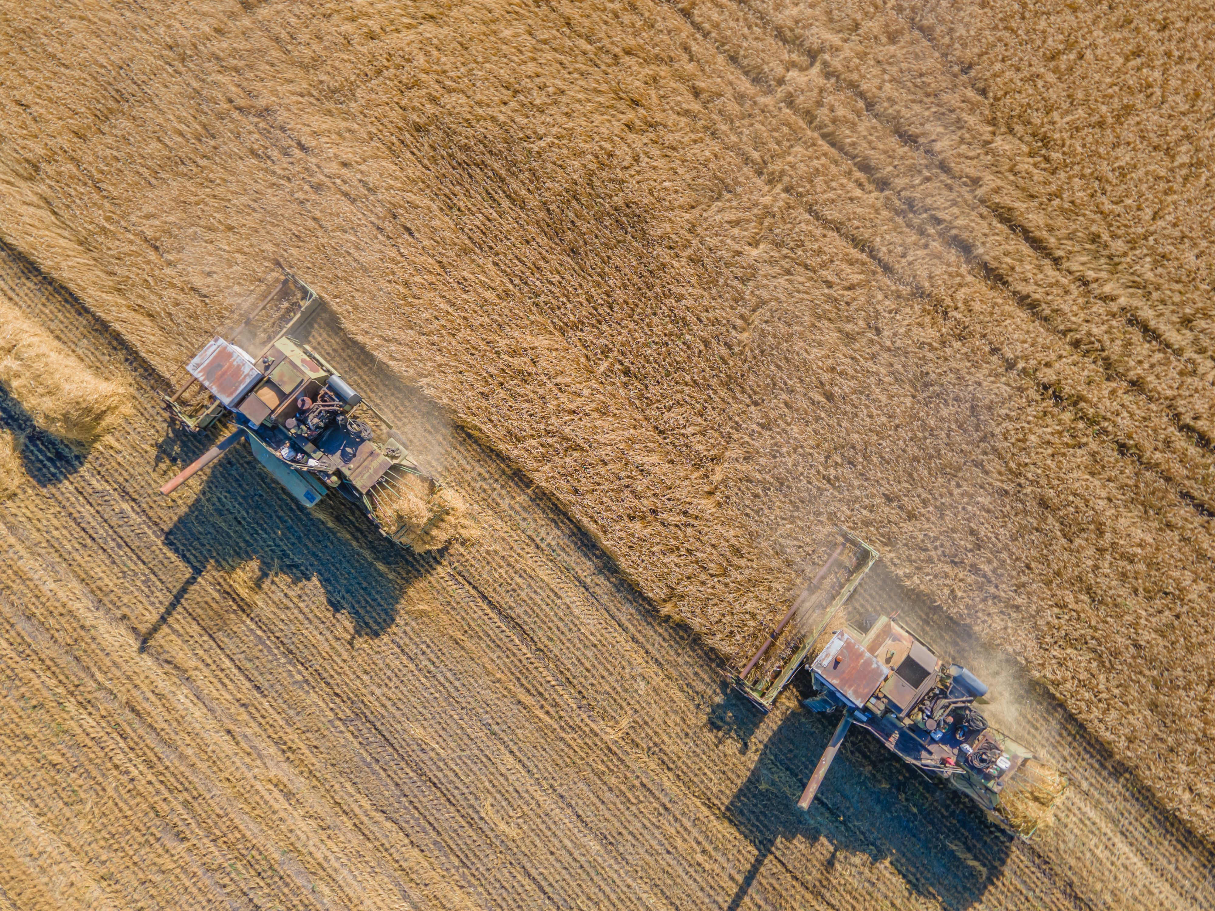 Harvest wheat grain and crop aerial view.Harvesting wheat,oats, barley in fields,ranches and farmlands.Combines mow in the field.Agro-industry.Combine Harvester Cutting on wheat filed.Machine harvest