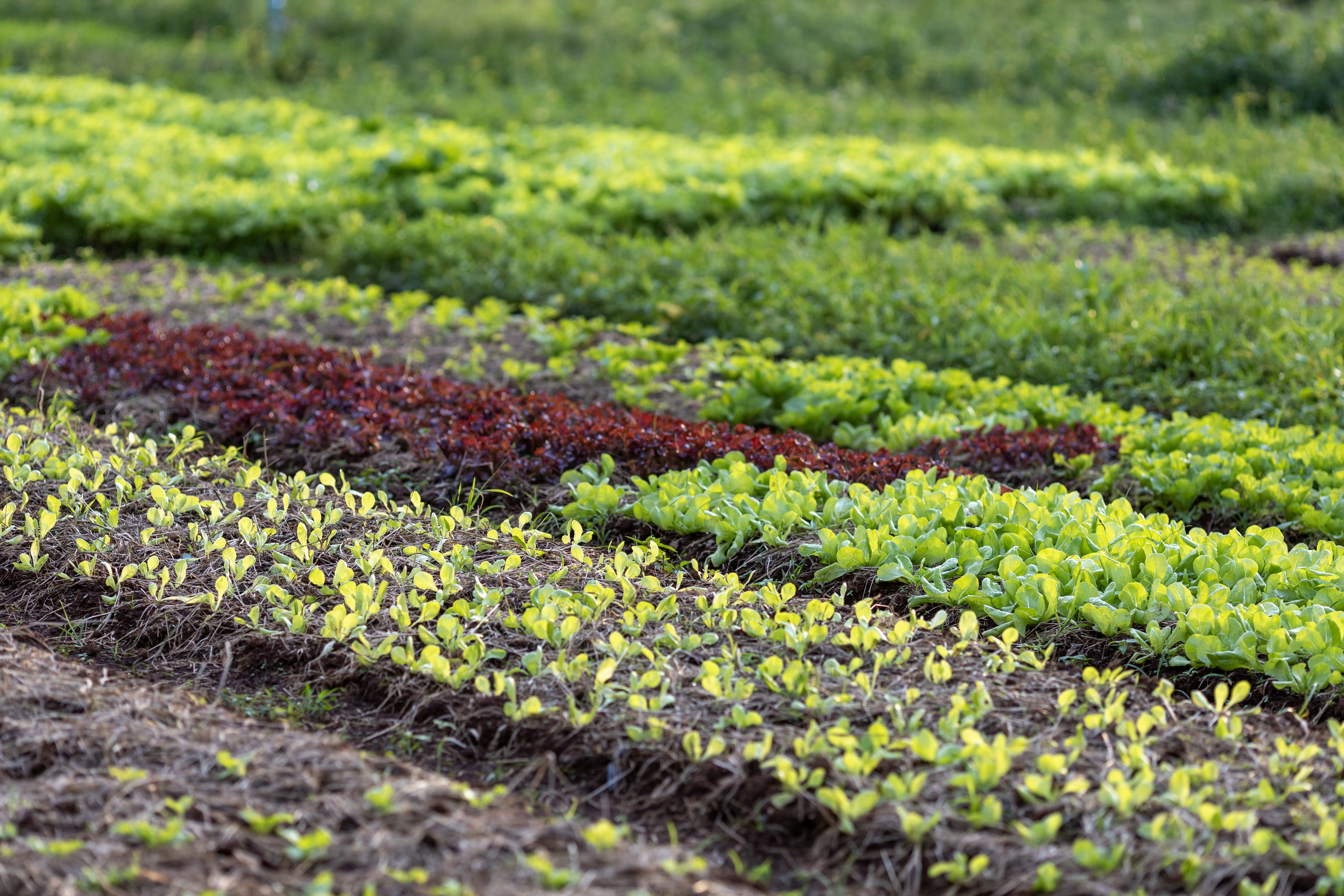 Young plant of variety of lettuce salad crop in organics farm for agriculture and vegetarian concept