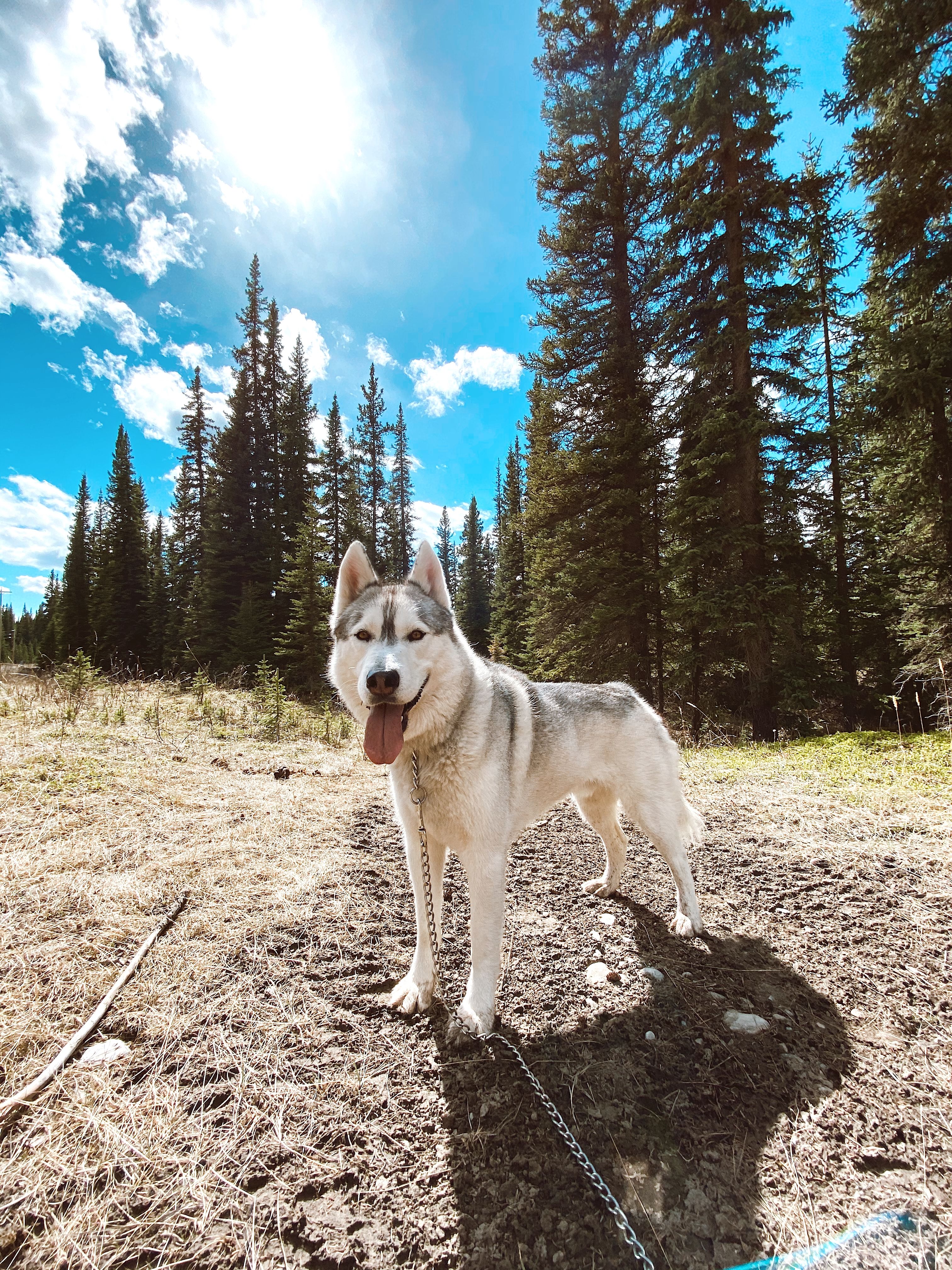 Beautiful family pet