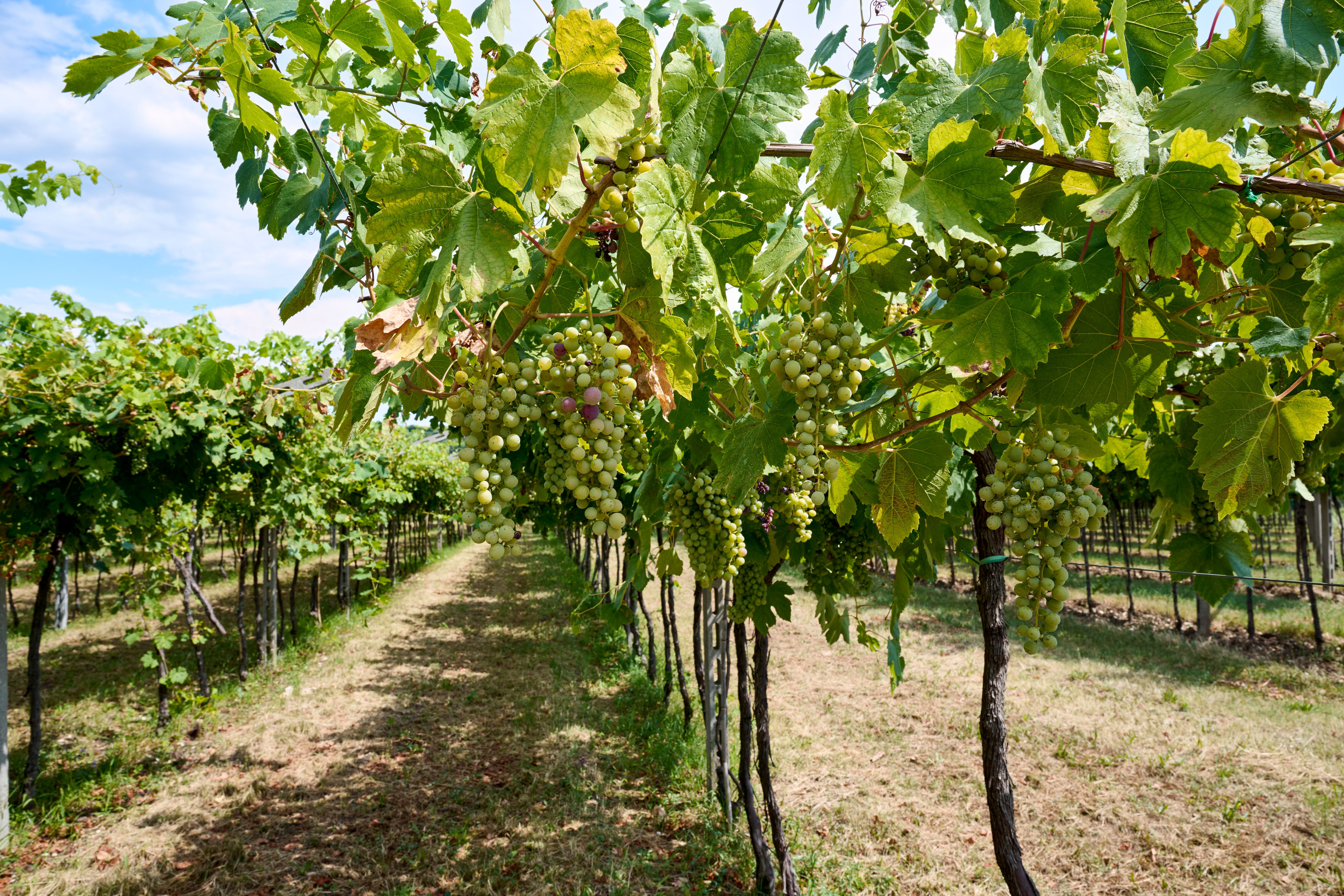 grape harvest festival