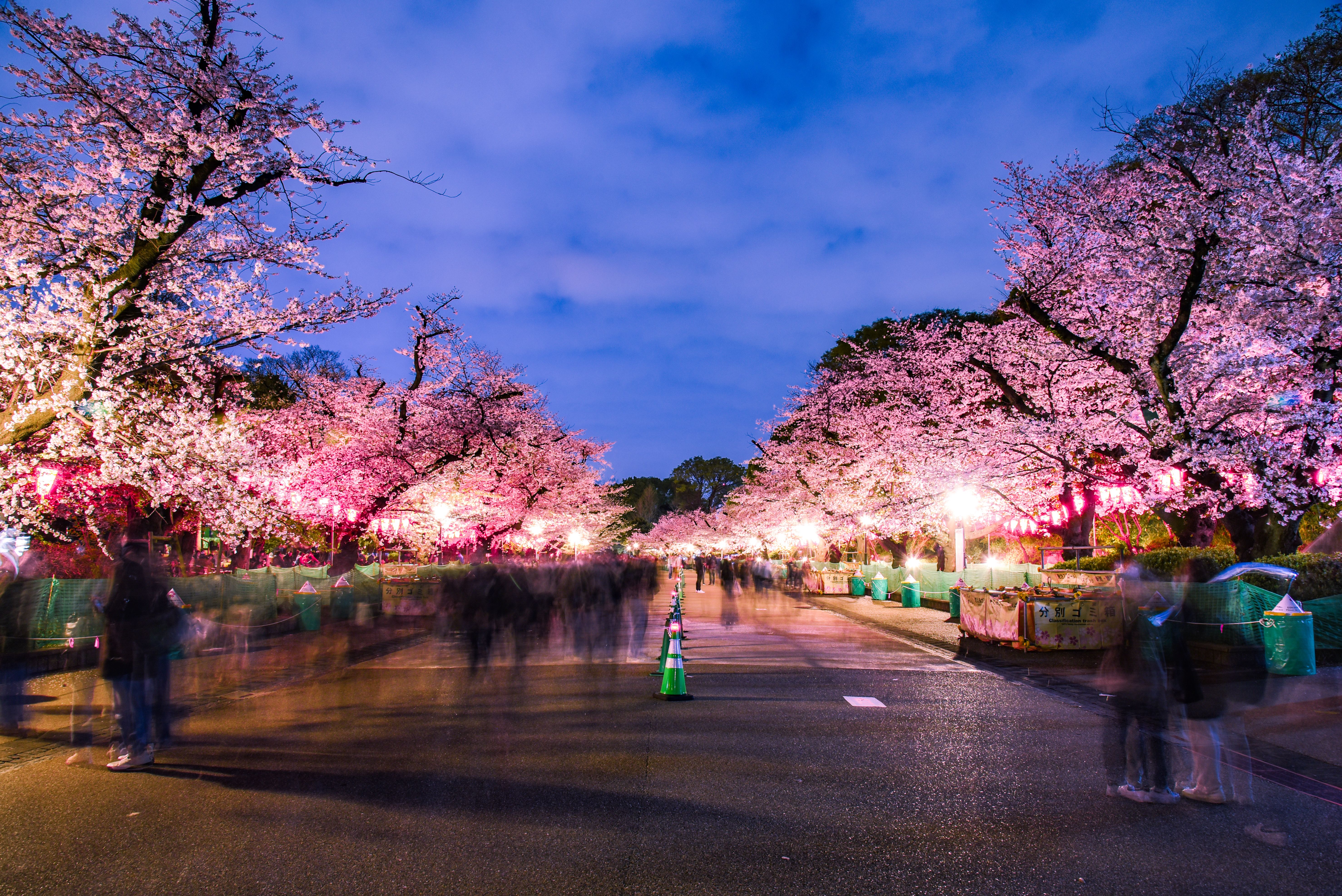 cherry blossom festival