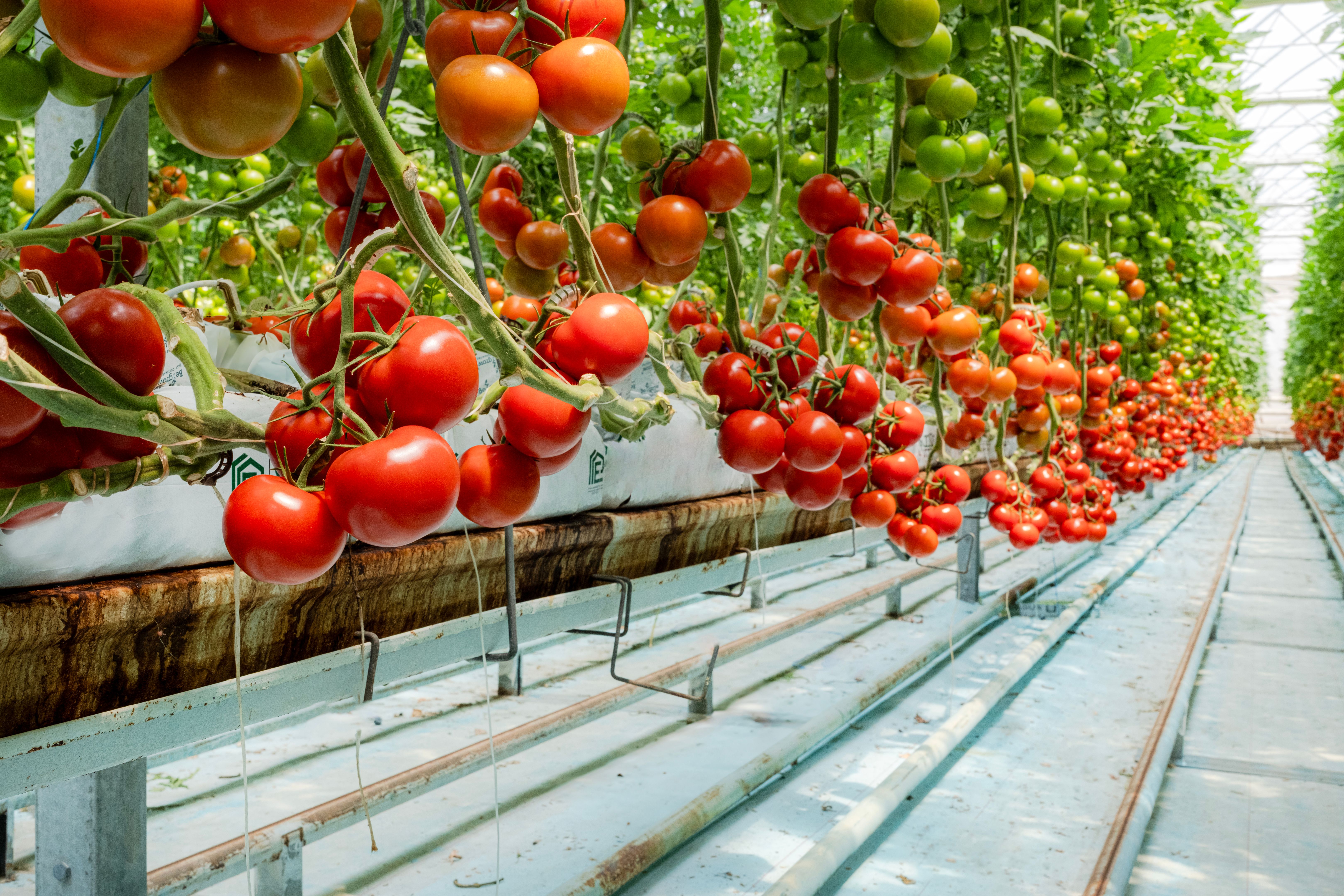 tomatoes greenhouse