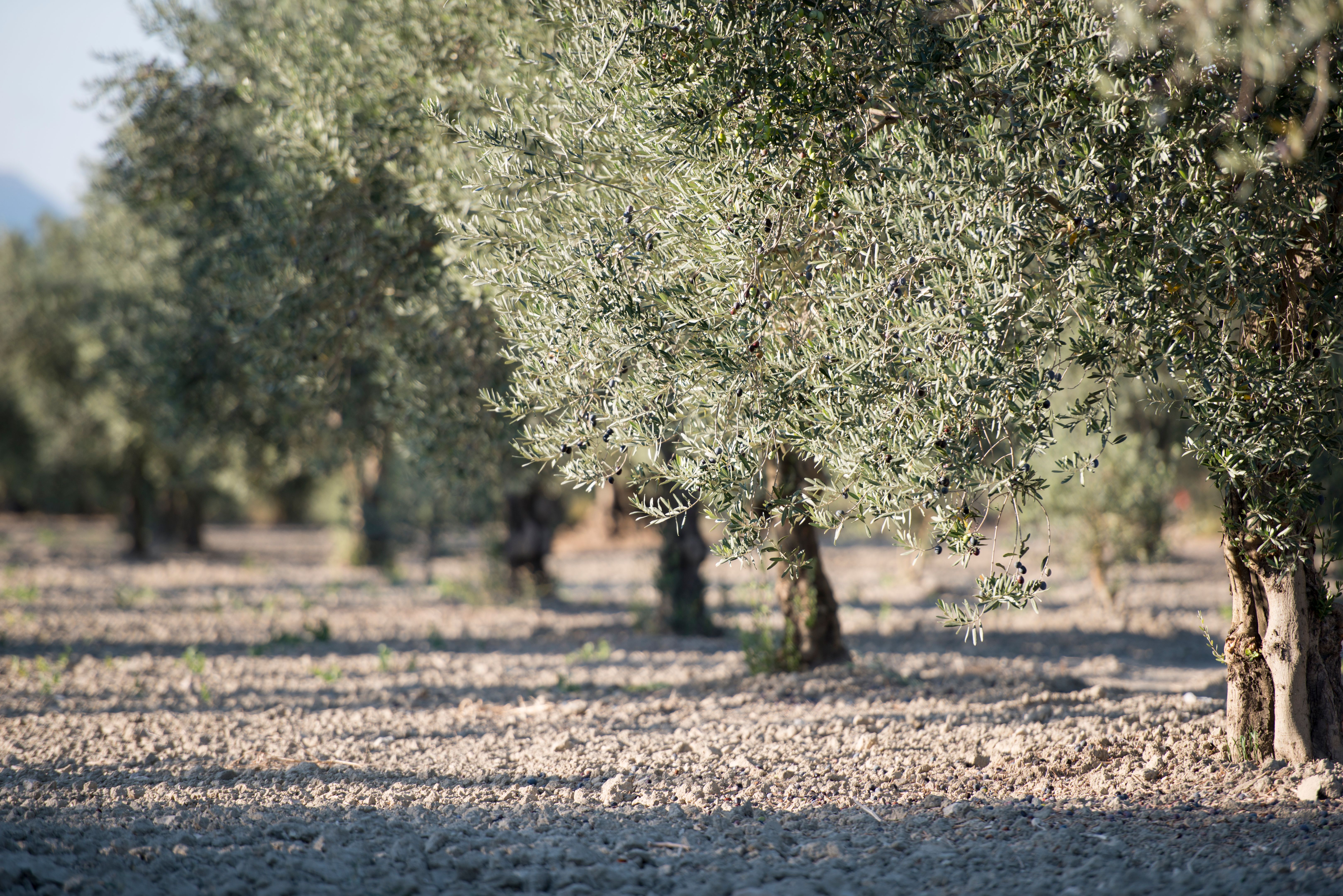 spiaggia venere azzurra