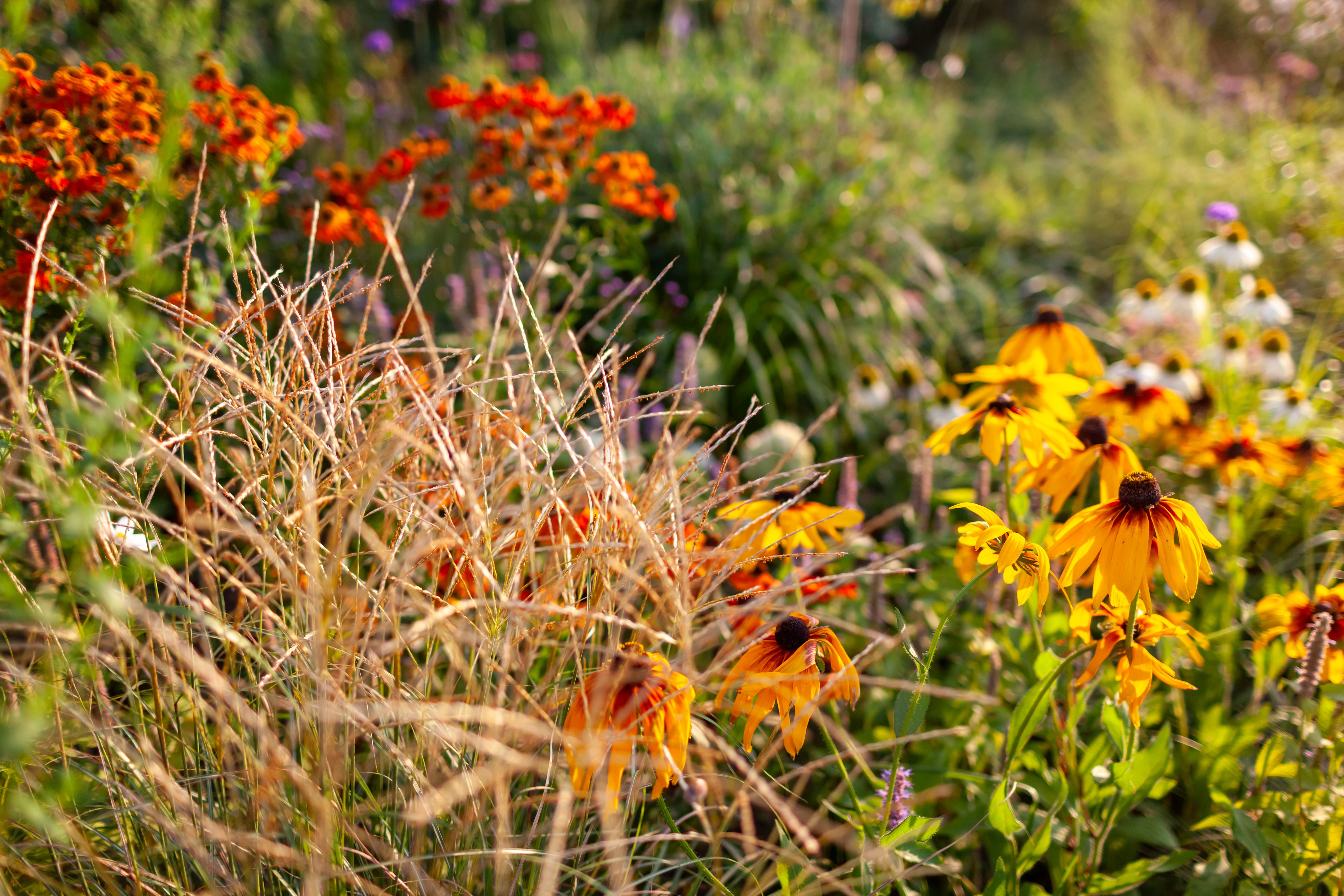 rain garden plants
