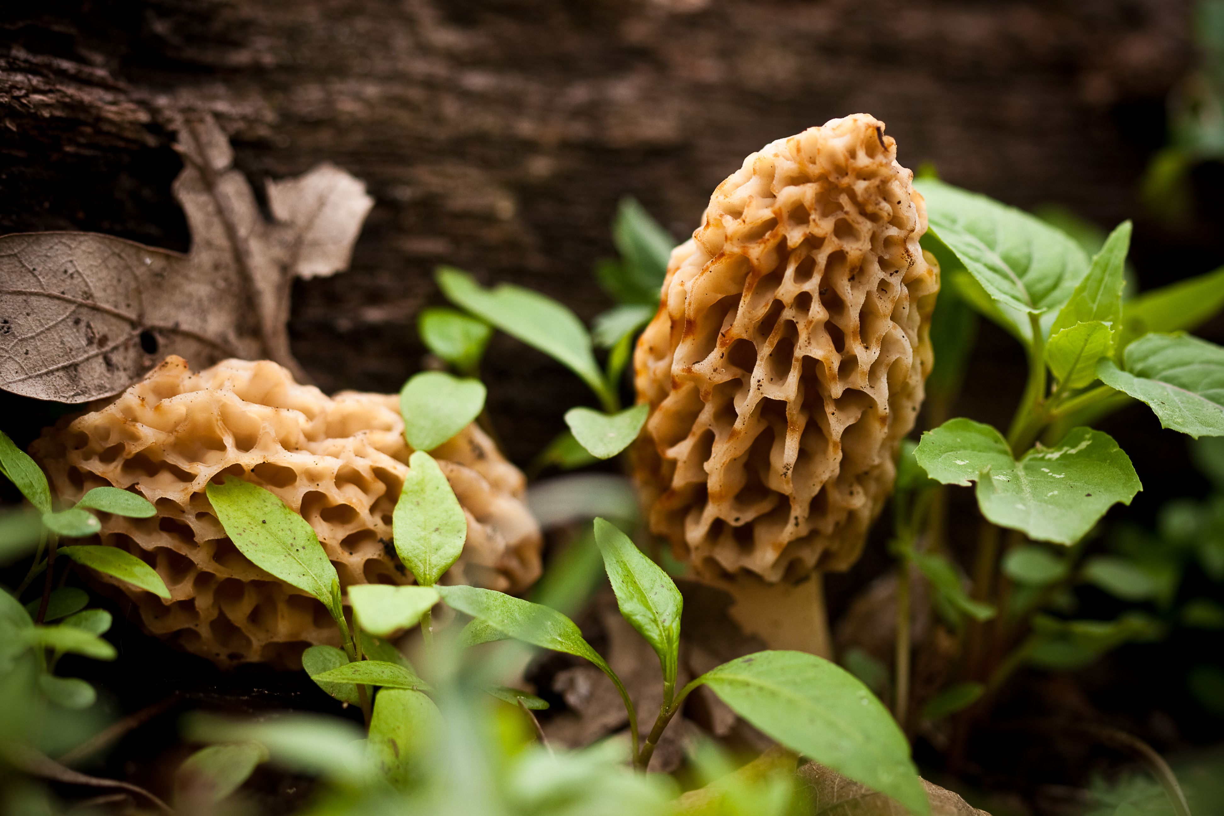 morel mushrooms