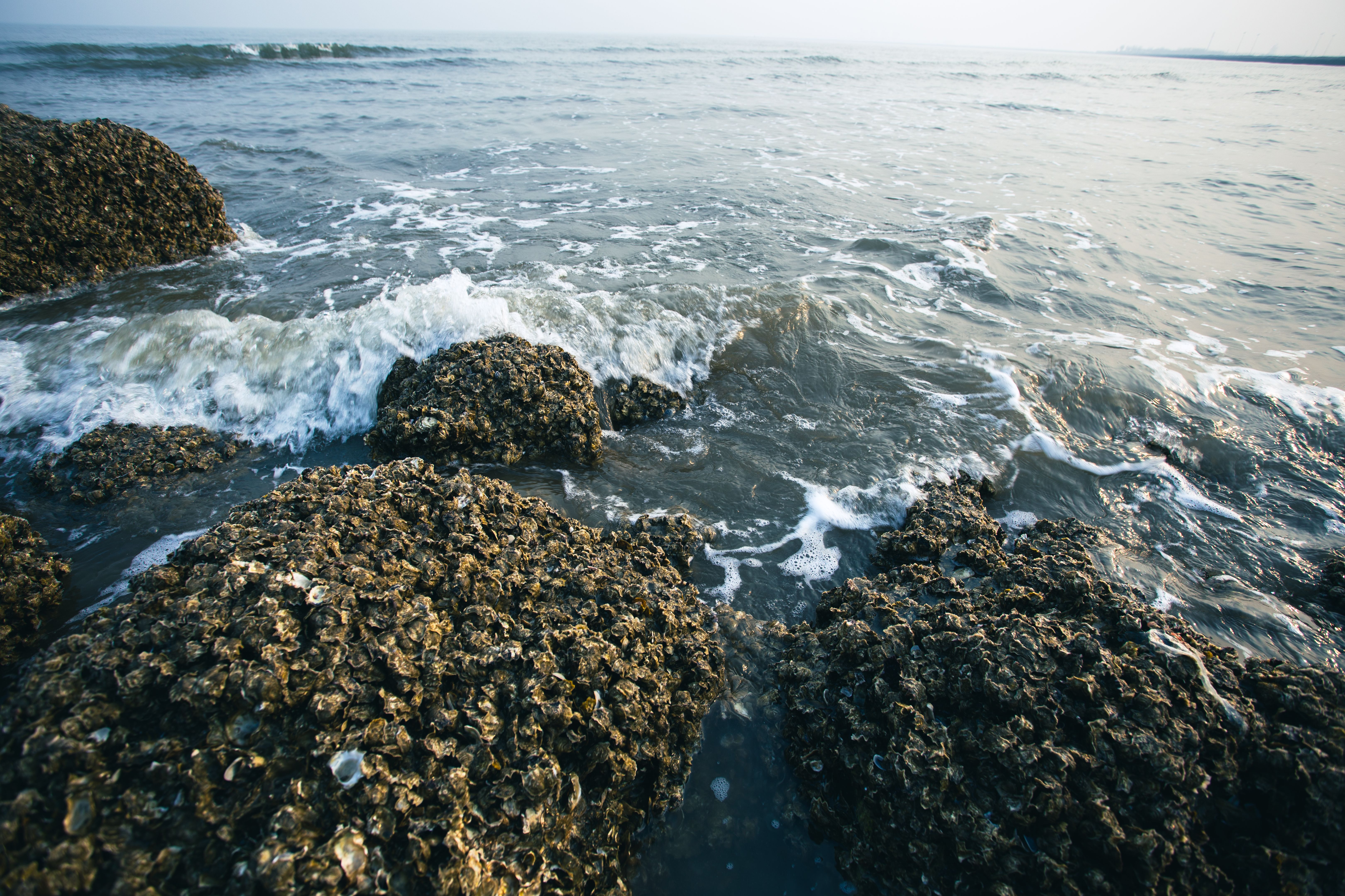 oyster reef restoration