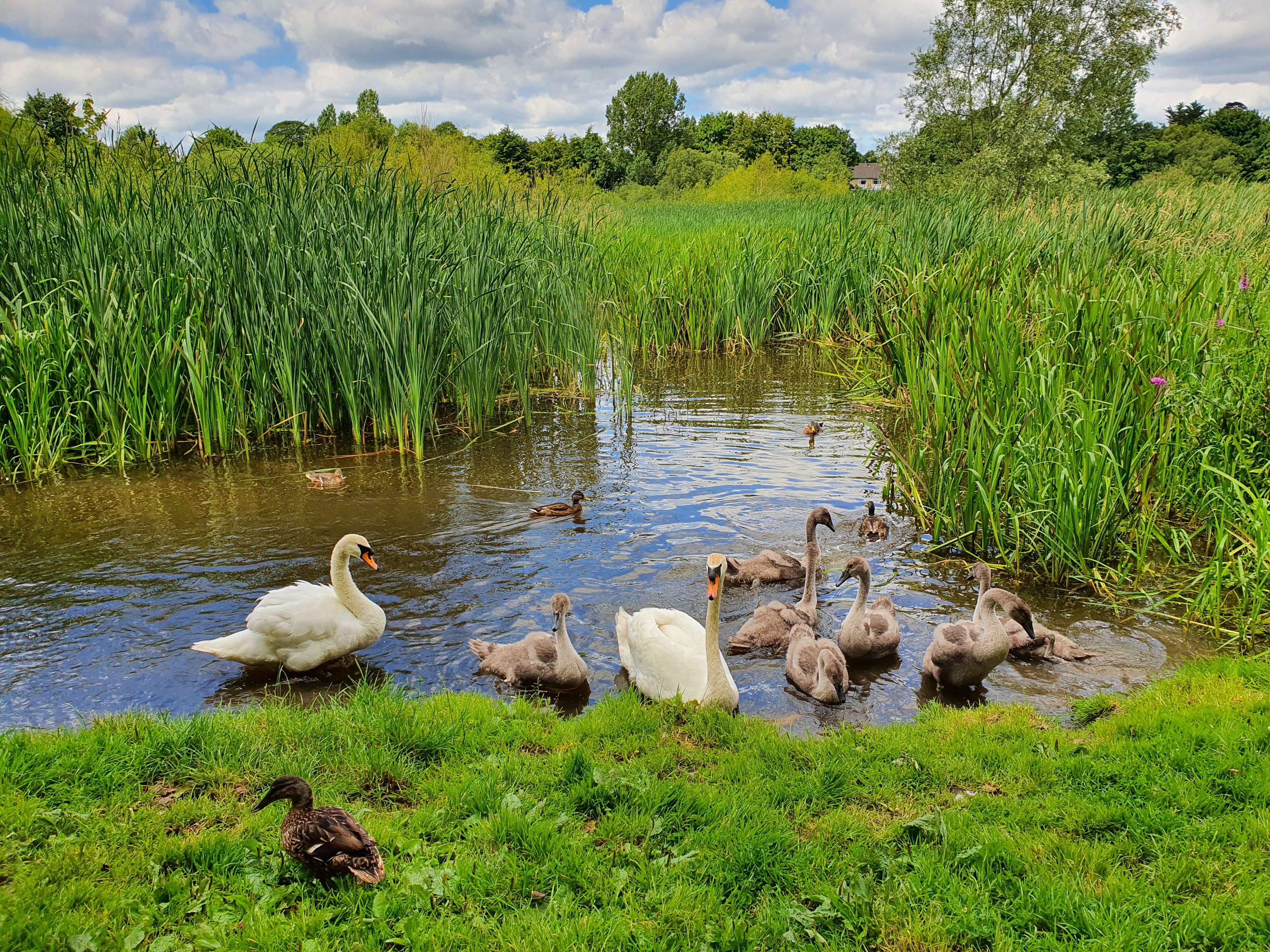 Swans, cygnets and ducks