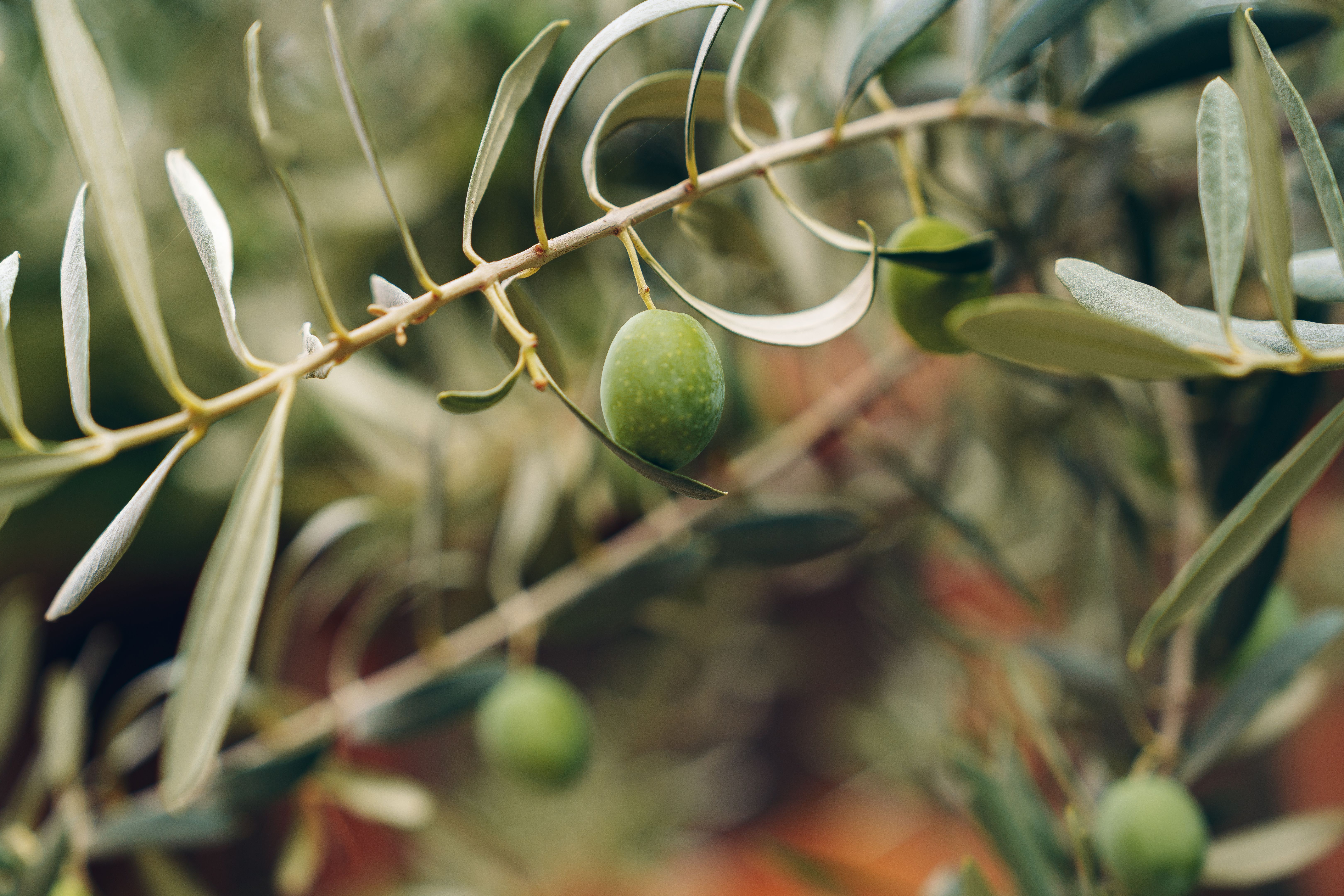 sustainable olive farming