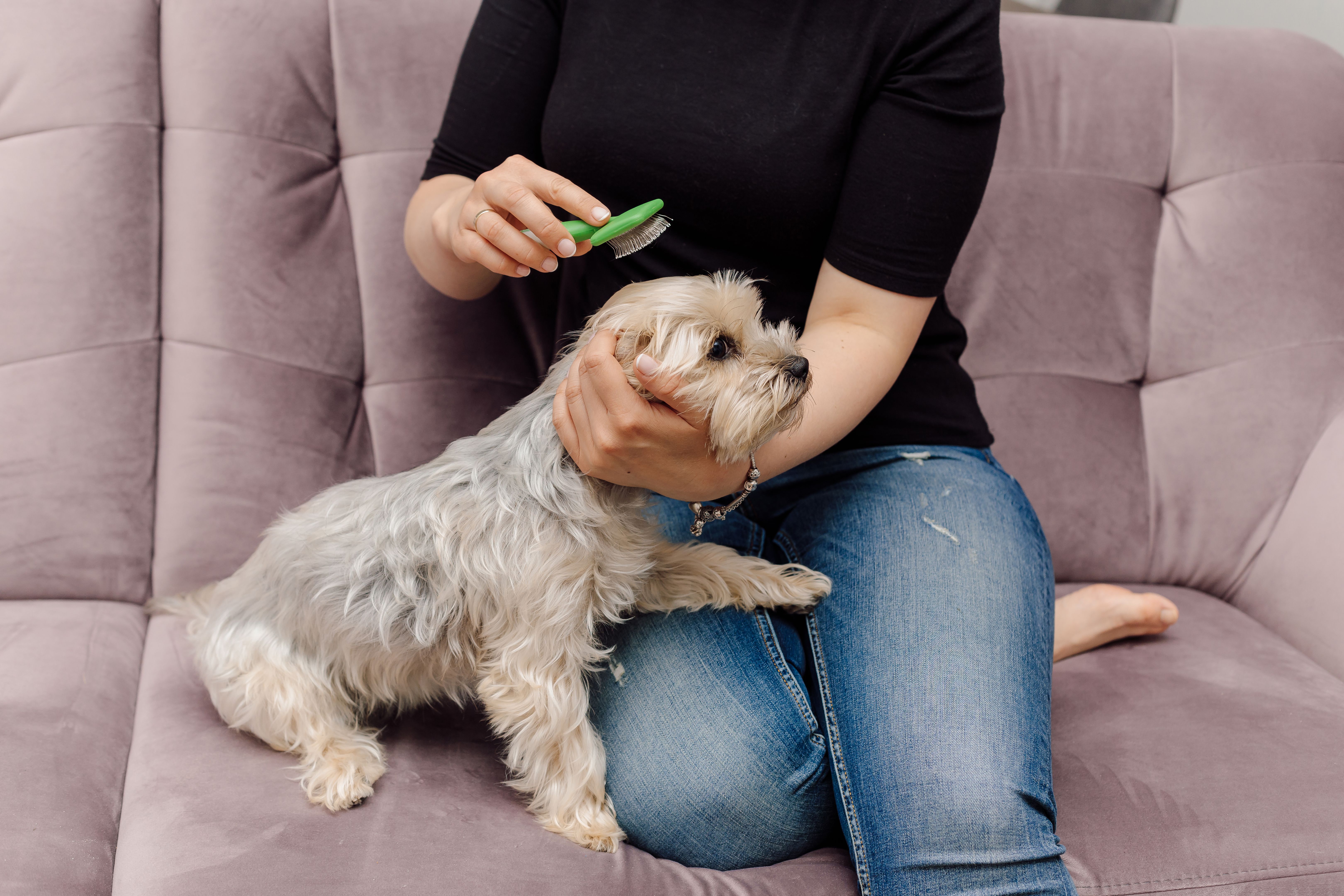 Yorkie brushing