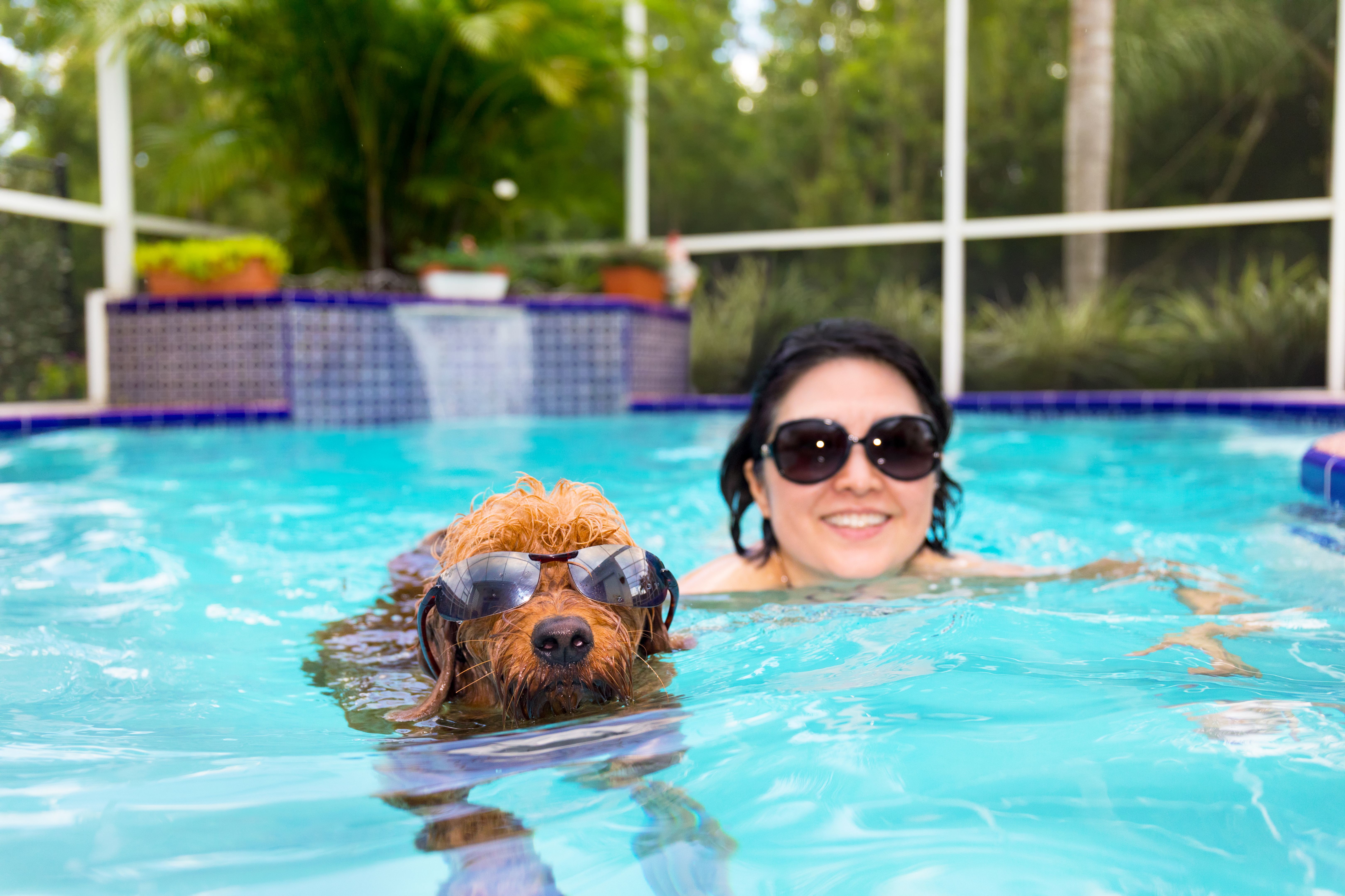 dog swimming wearing sunglasses dog swimming wearing sunglasses