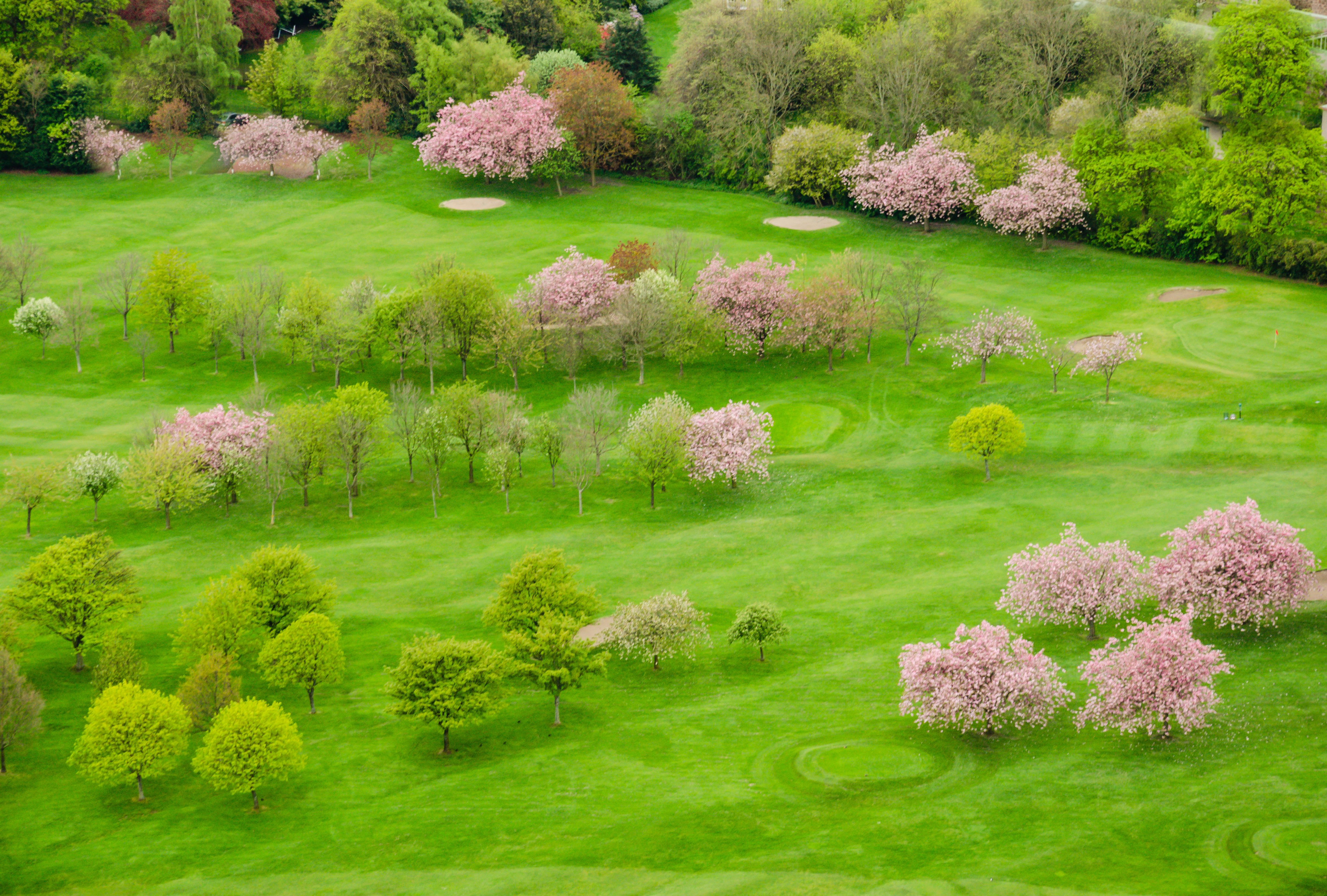 cherry blossoms golf
