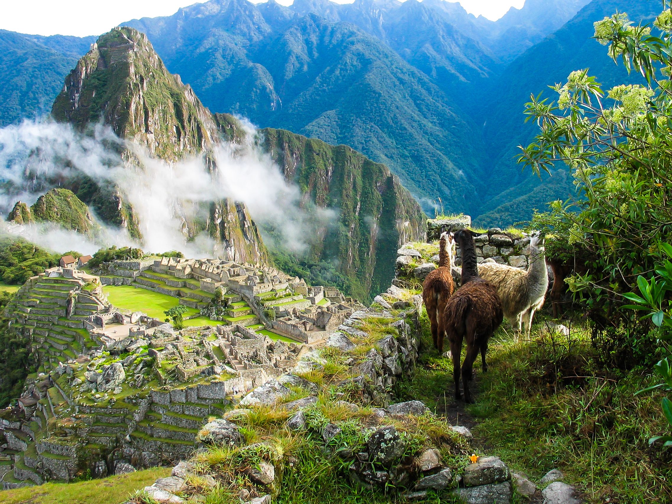 Llamas watch over Machu Picchu covered in mist Llamas watch over Machu Picchu covered in mist