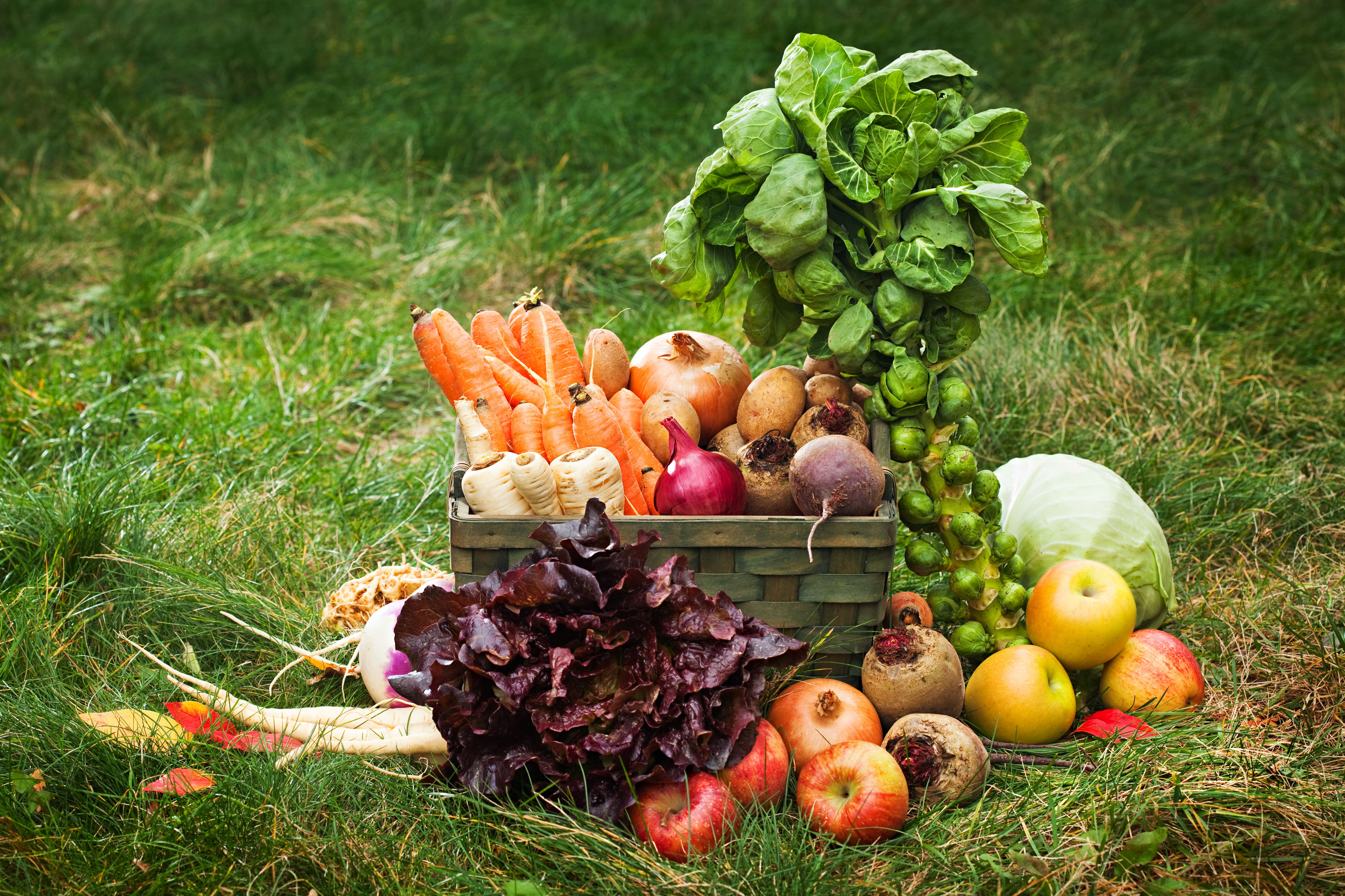 integrated pest management