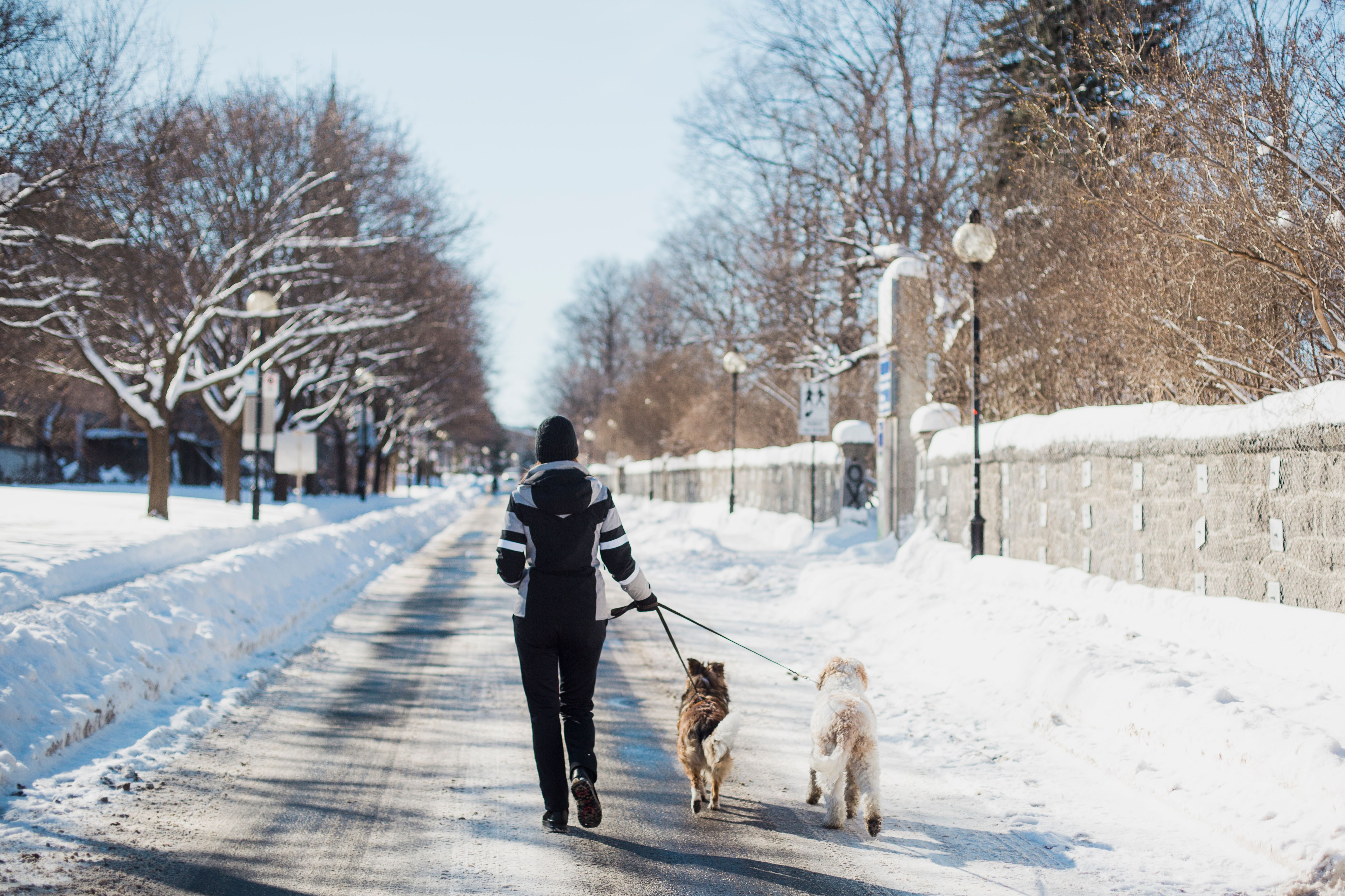 winter walk dog
