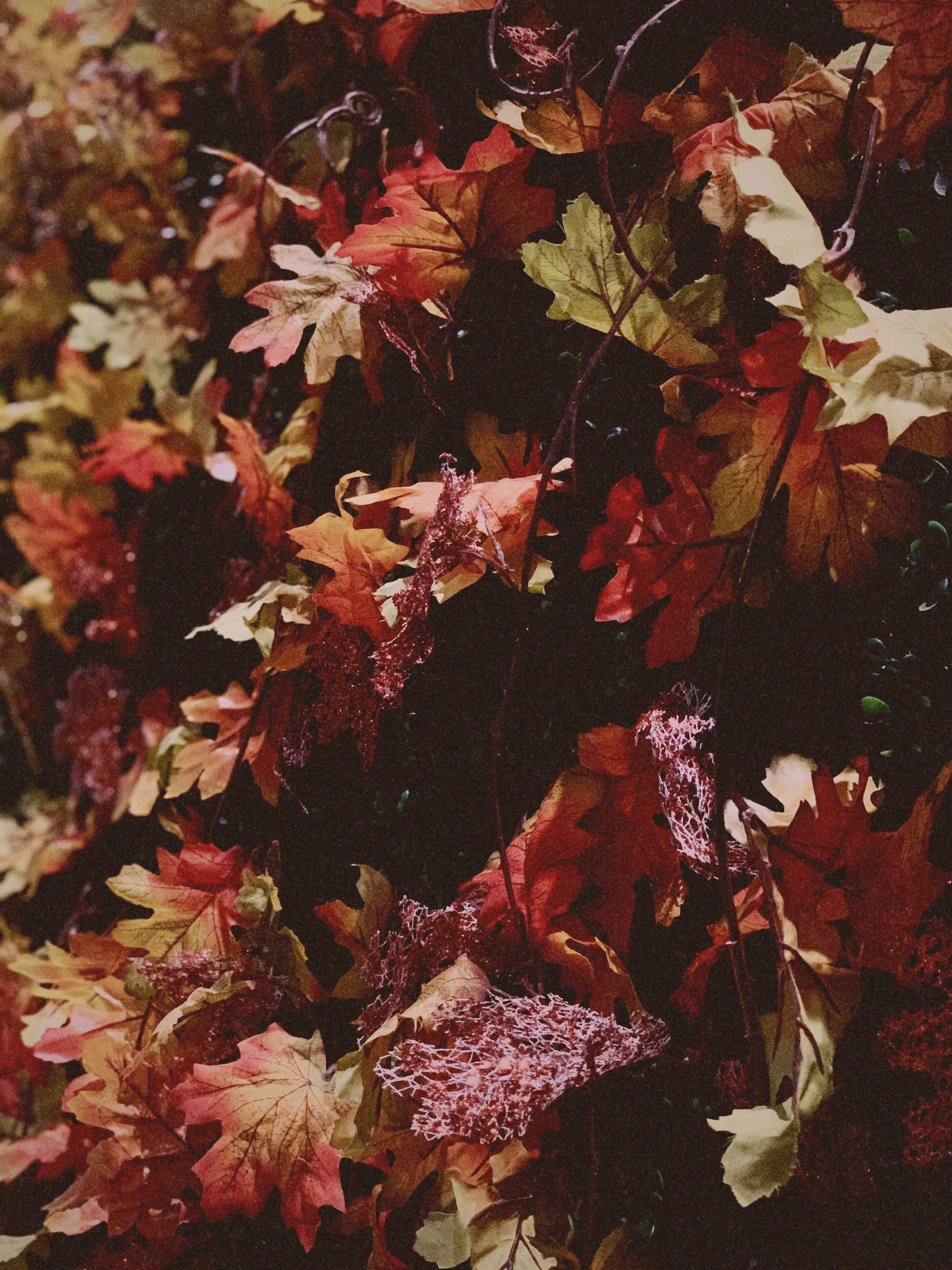 scottsdale autumn colors