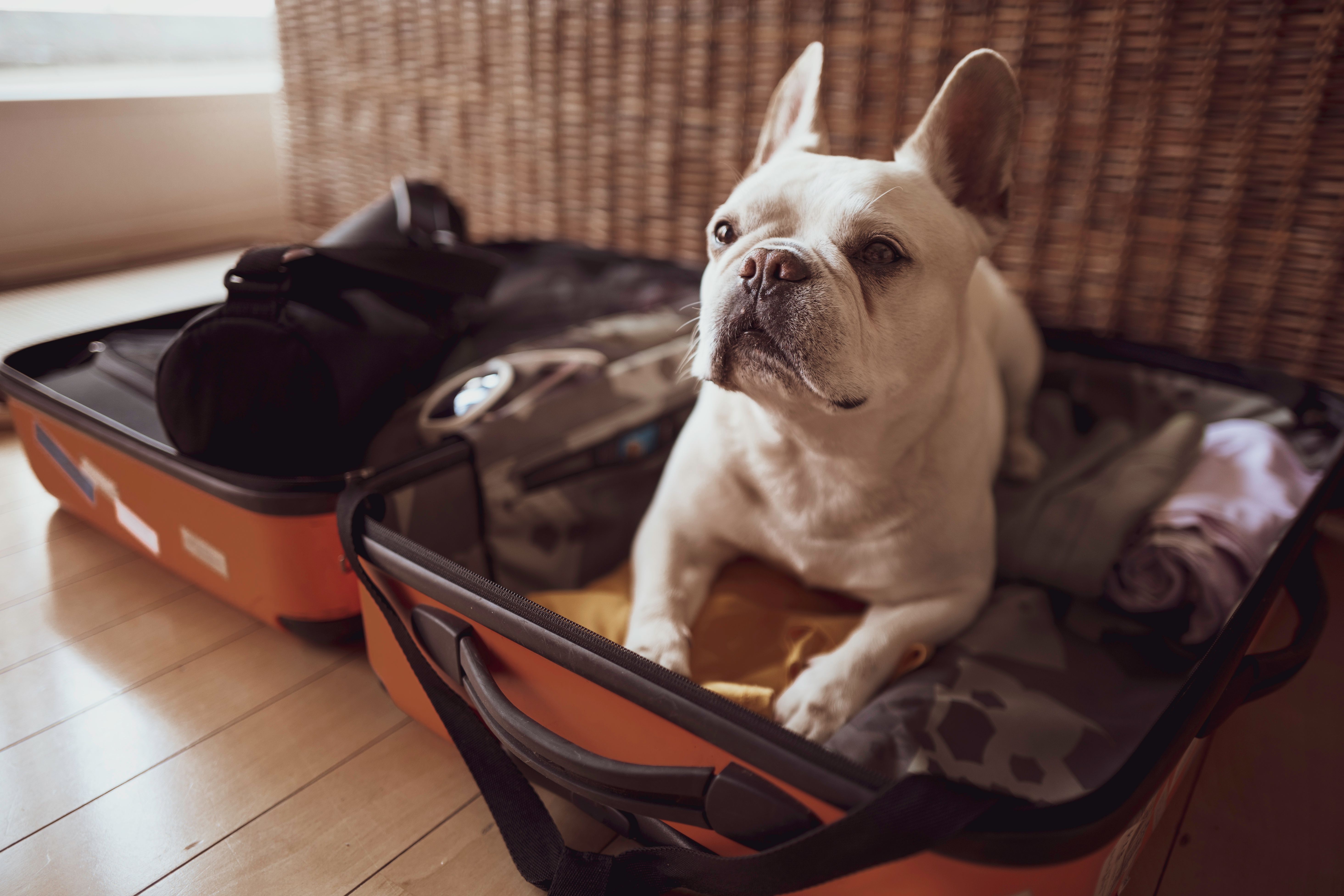 pet travel packing