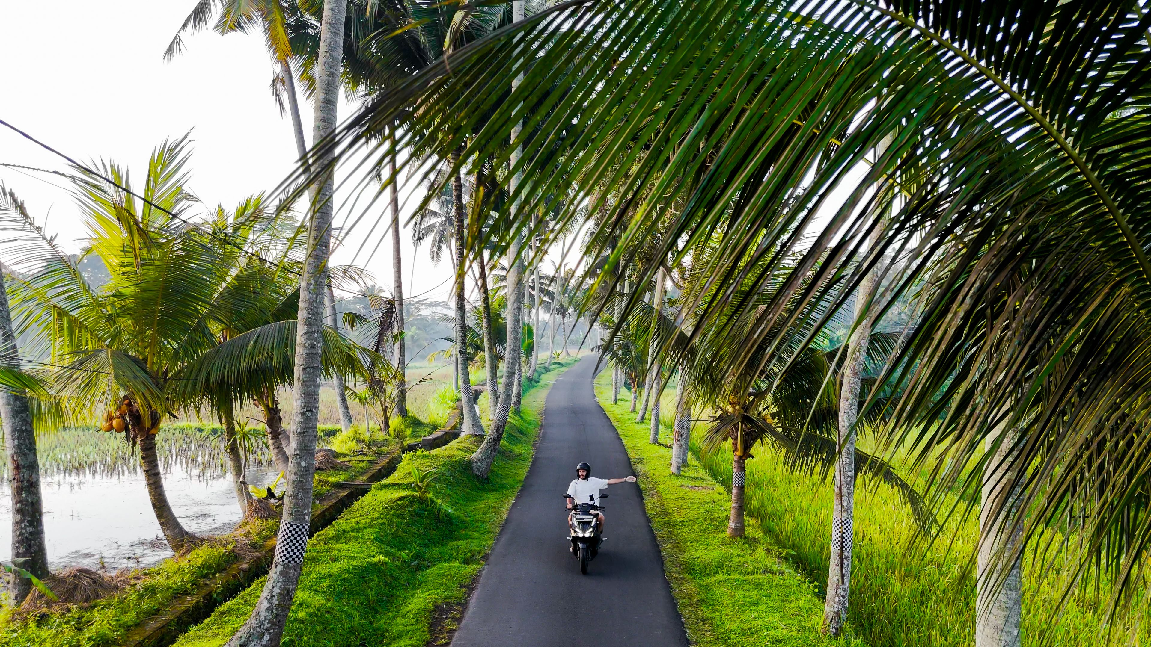 Aerial view of young man riding motorcycle on palm tree surrounded road near Bali Tibumana Waterfall, Man riding motorcycle on lush green meadow among lush palm trees, Young man exploring Bali
