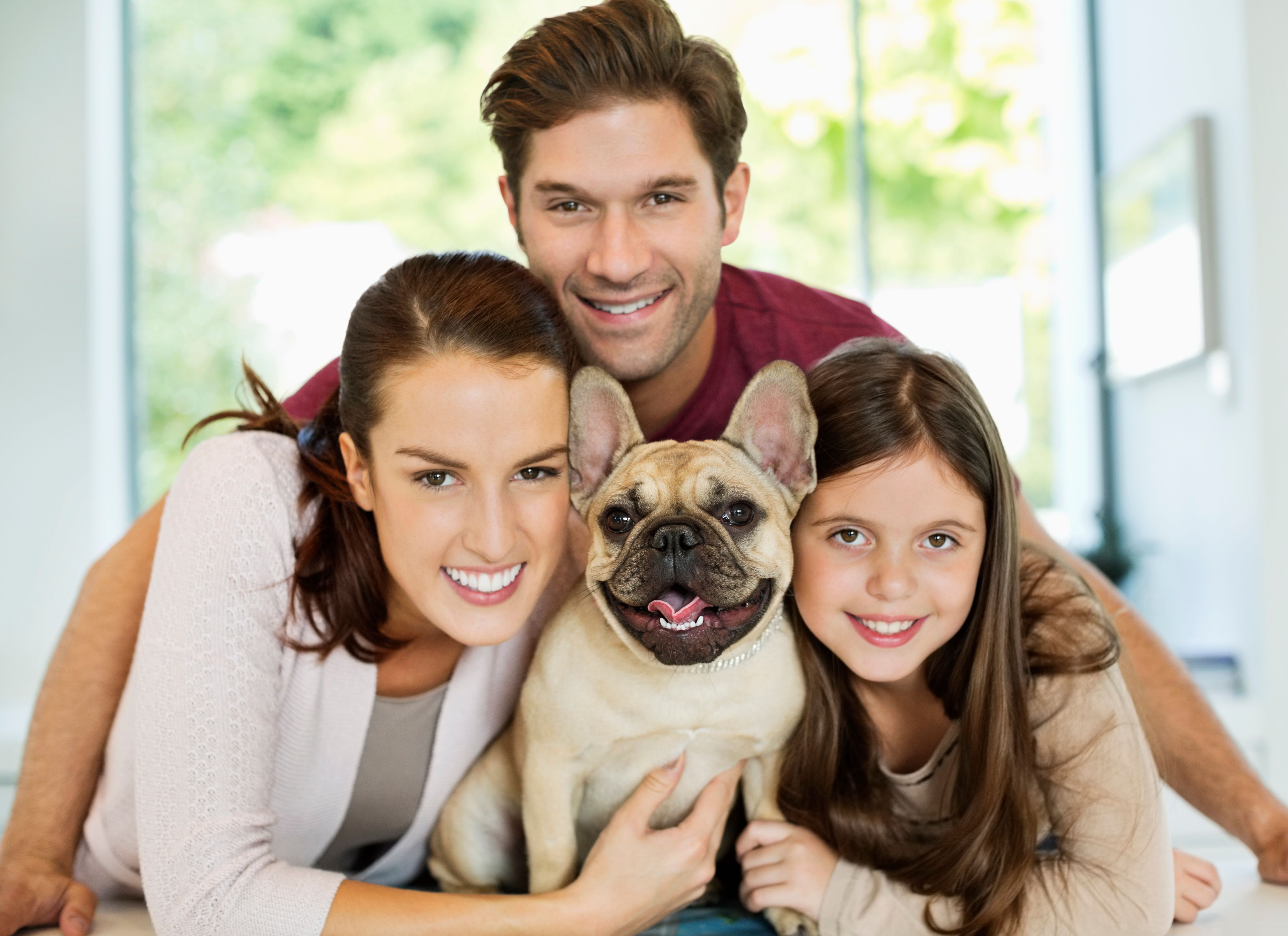 french bulldog family