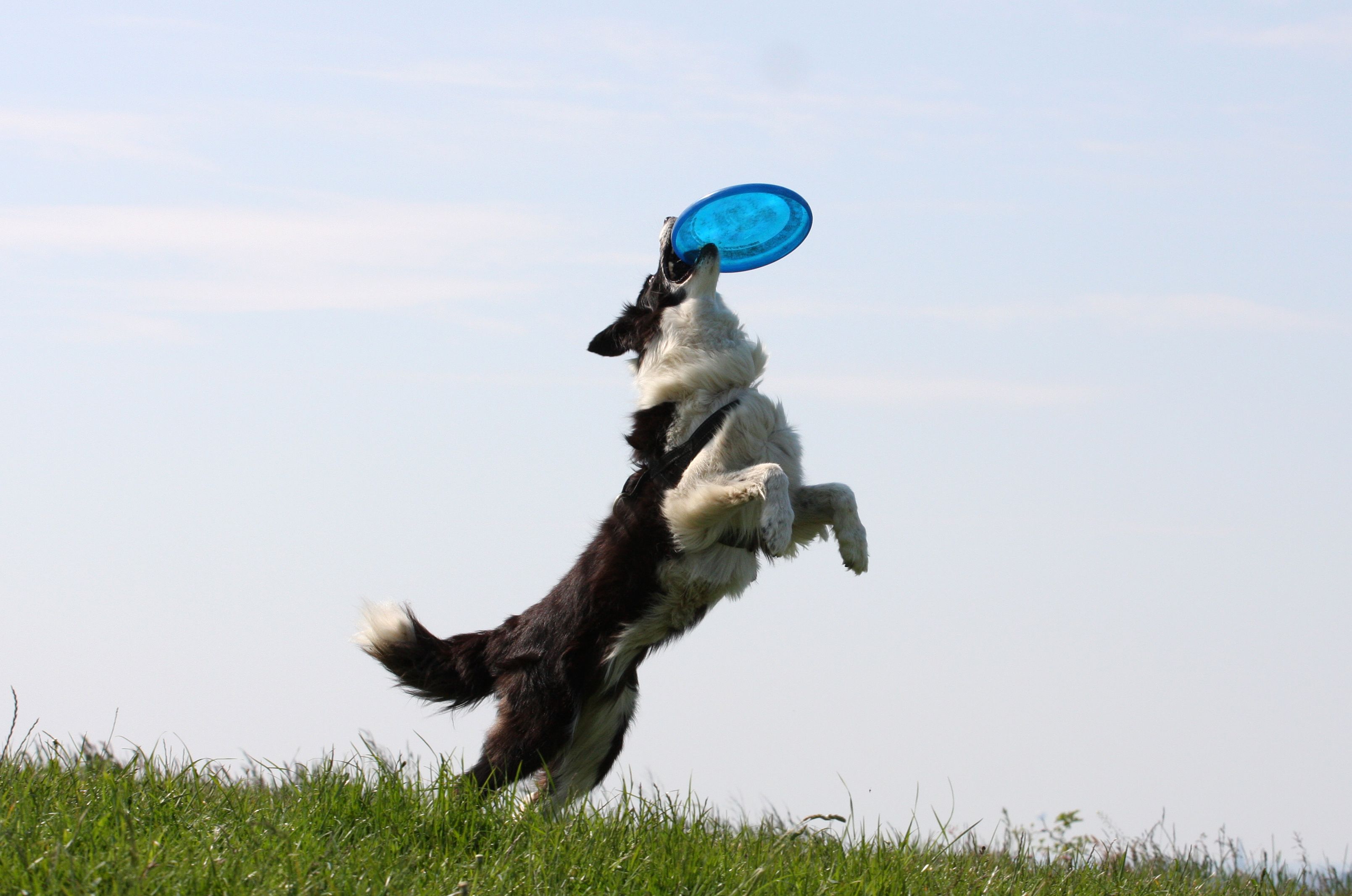 dog frisbee