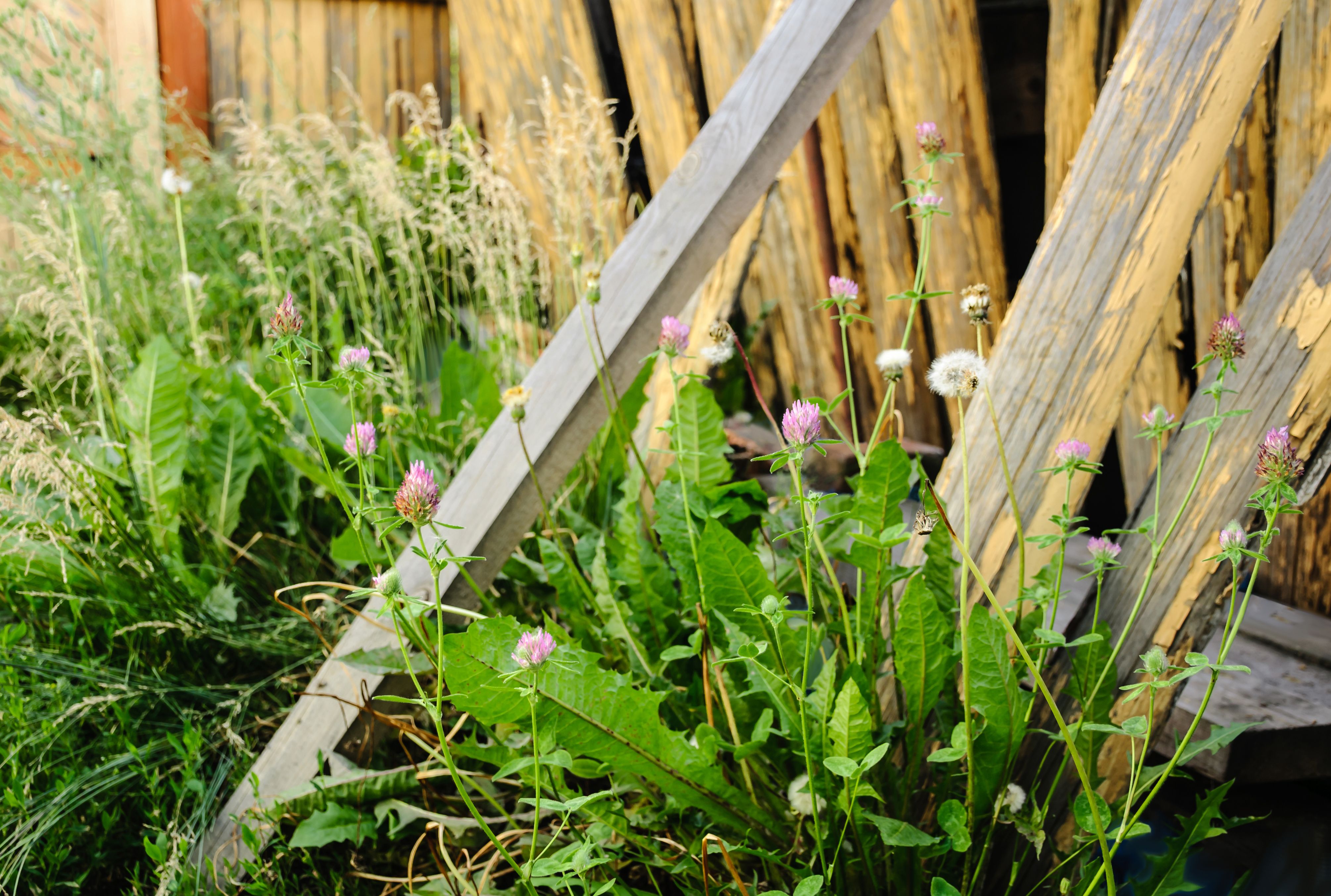 Old rickety wooden fence and thickets of dandelions and clovers beside