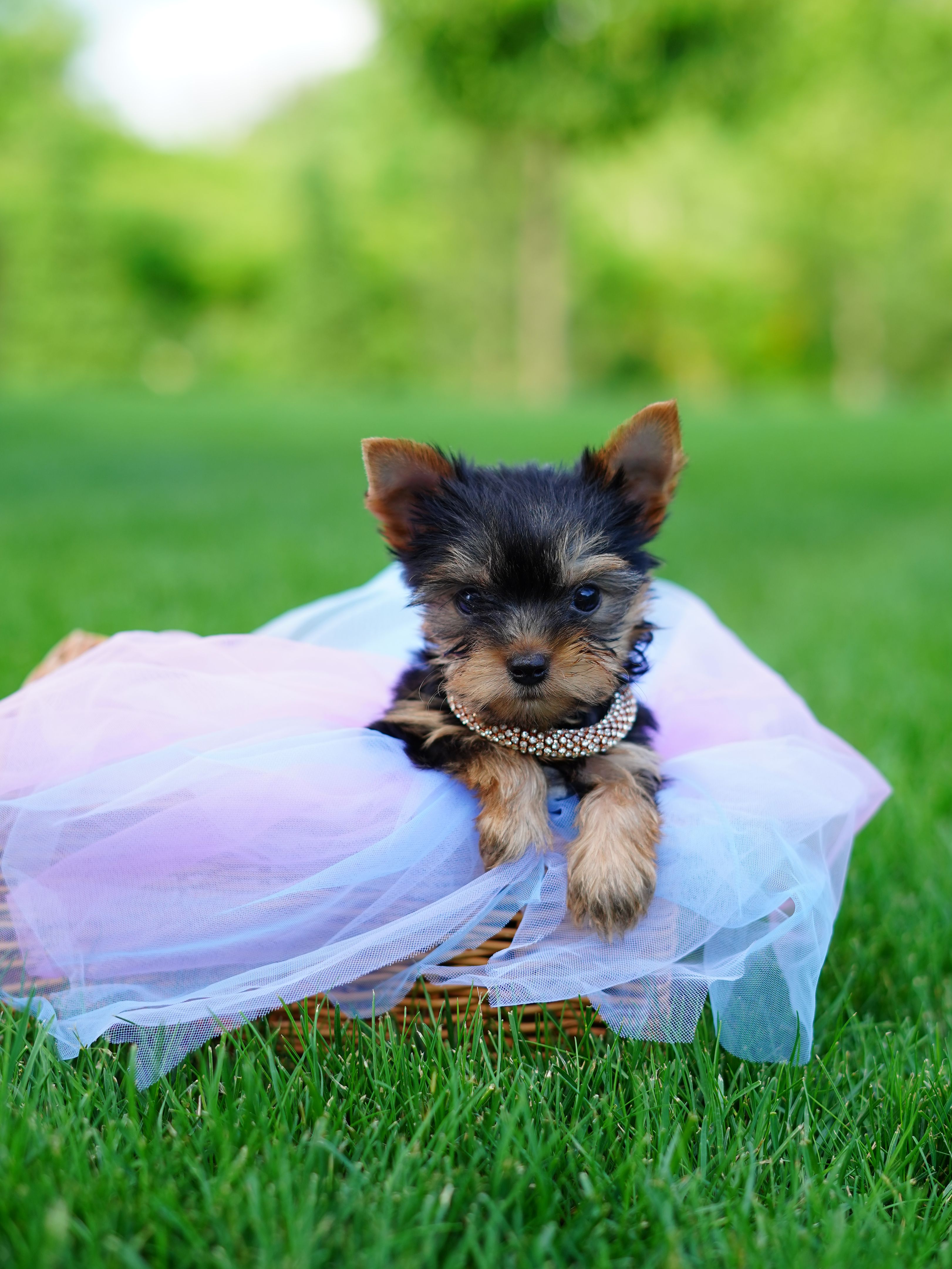 yorkie in spring