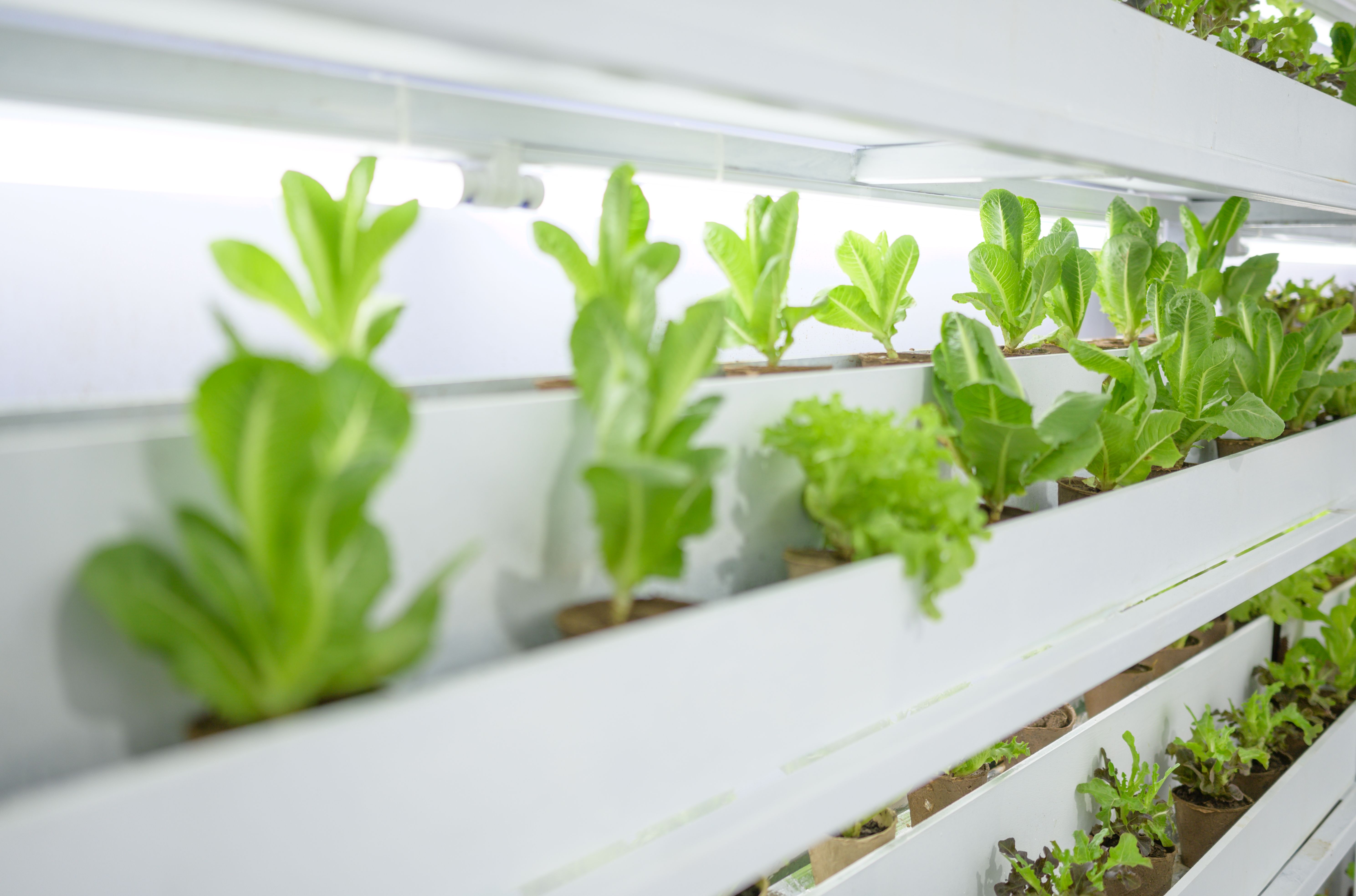 vertical farm challenges