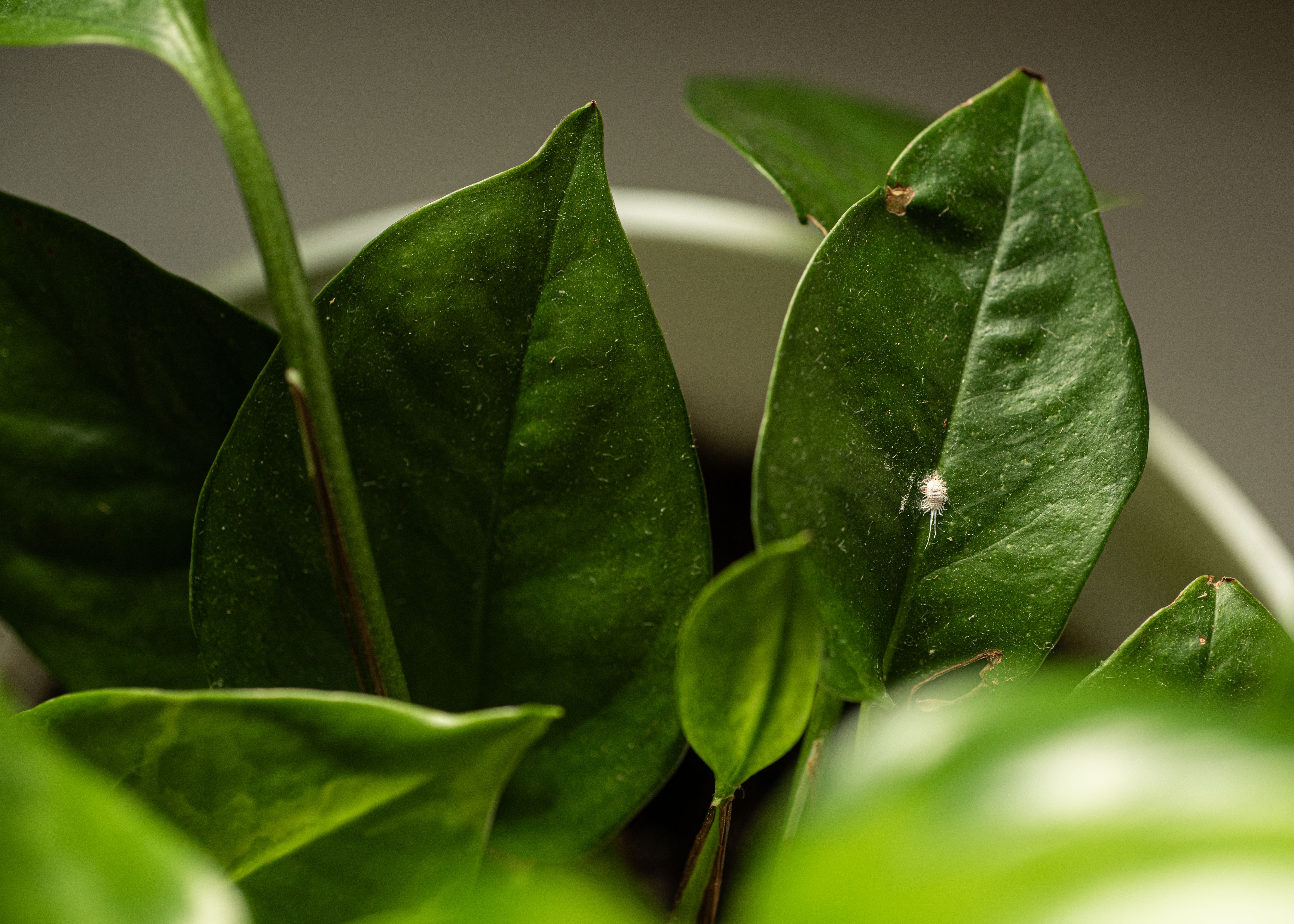 pest control solutions