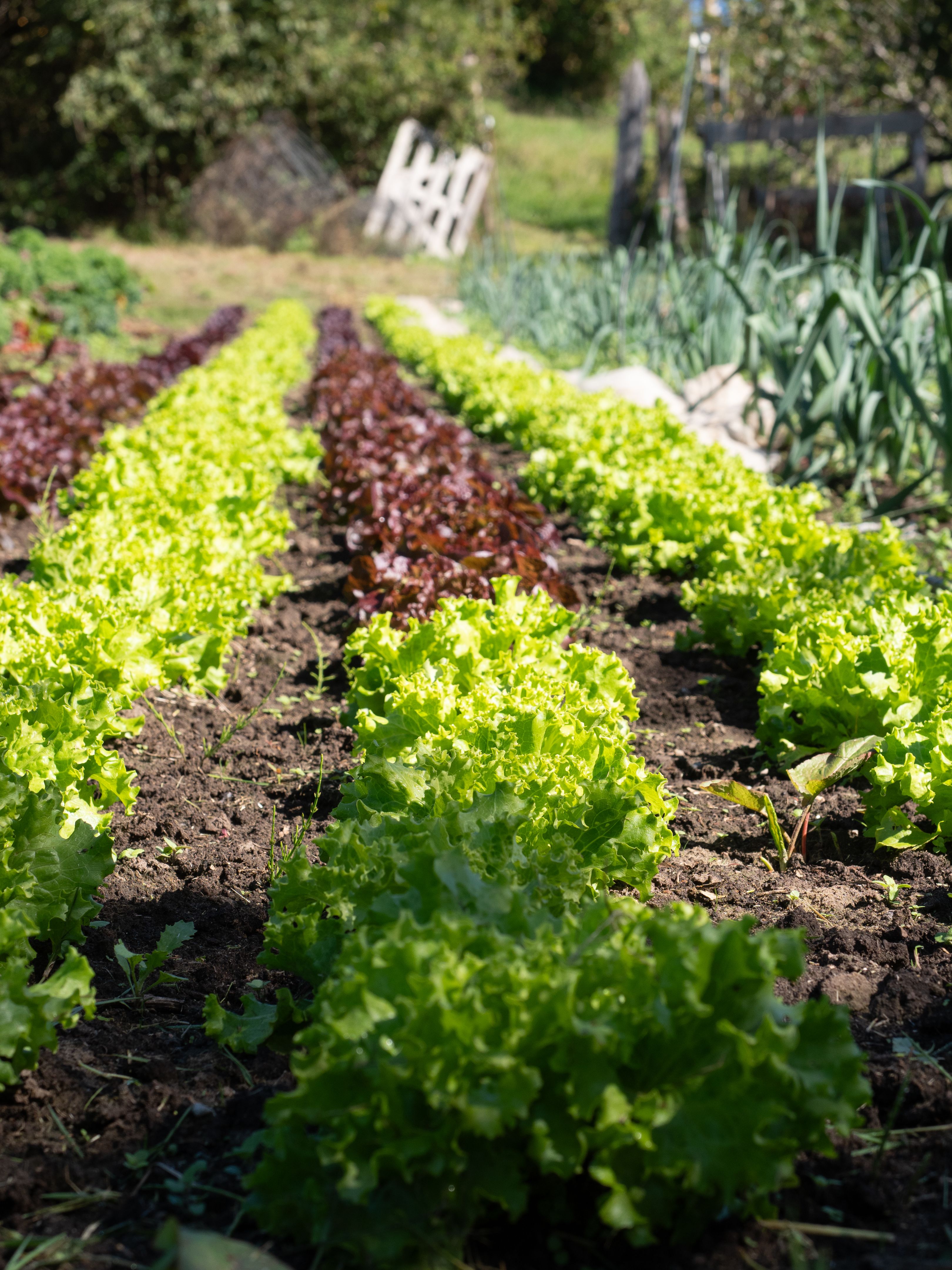 vegetable garden with lettuce of different green and purple varieties planted in line in the ground.
