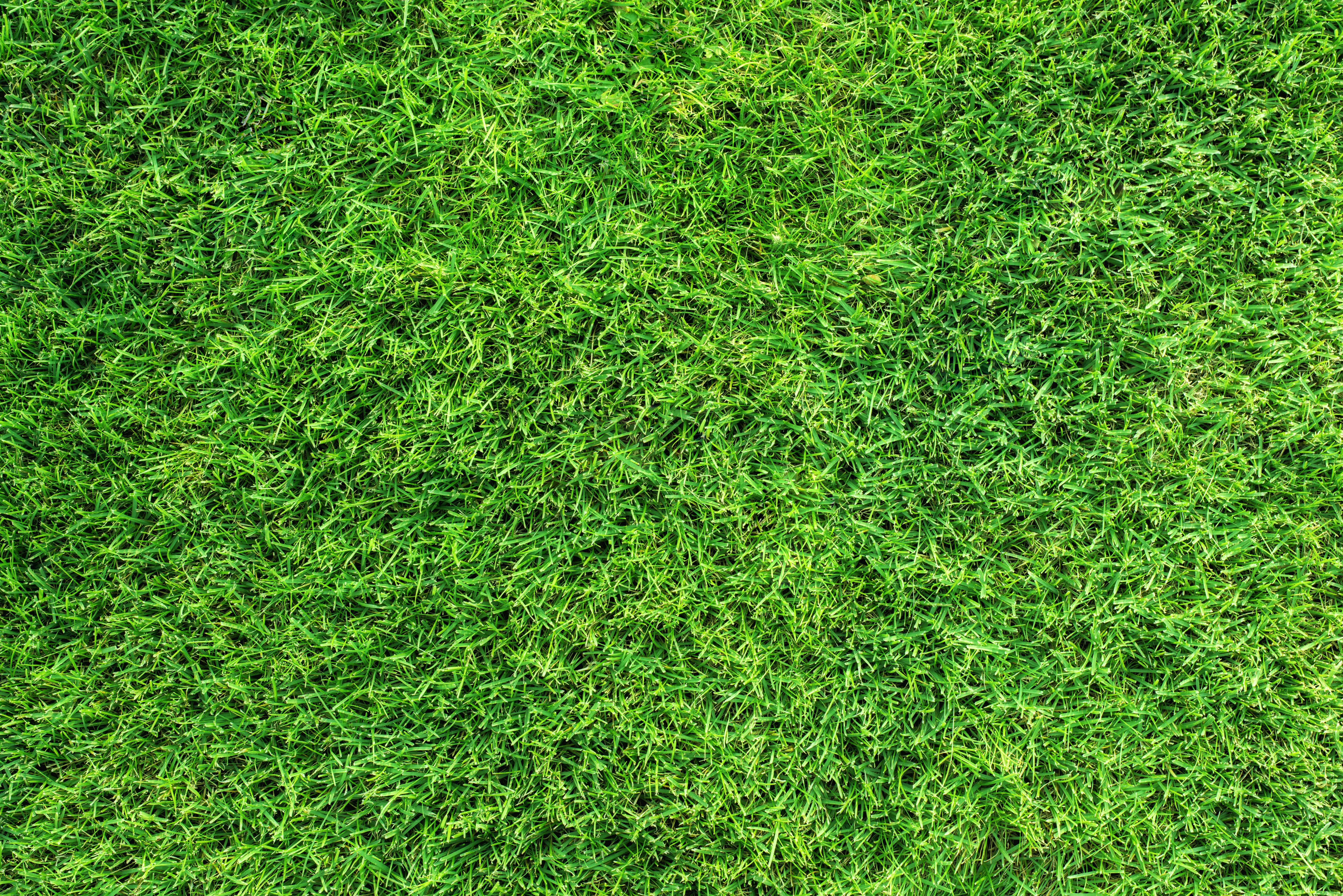 lawn grass
