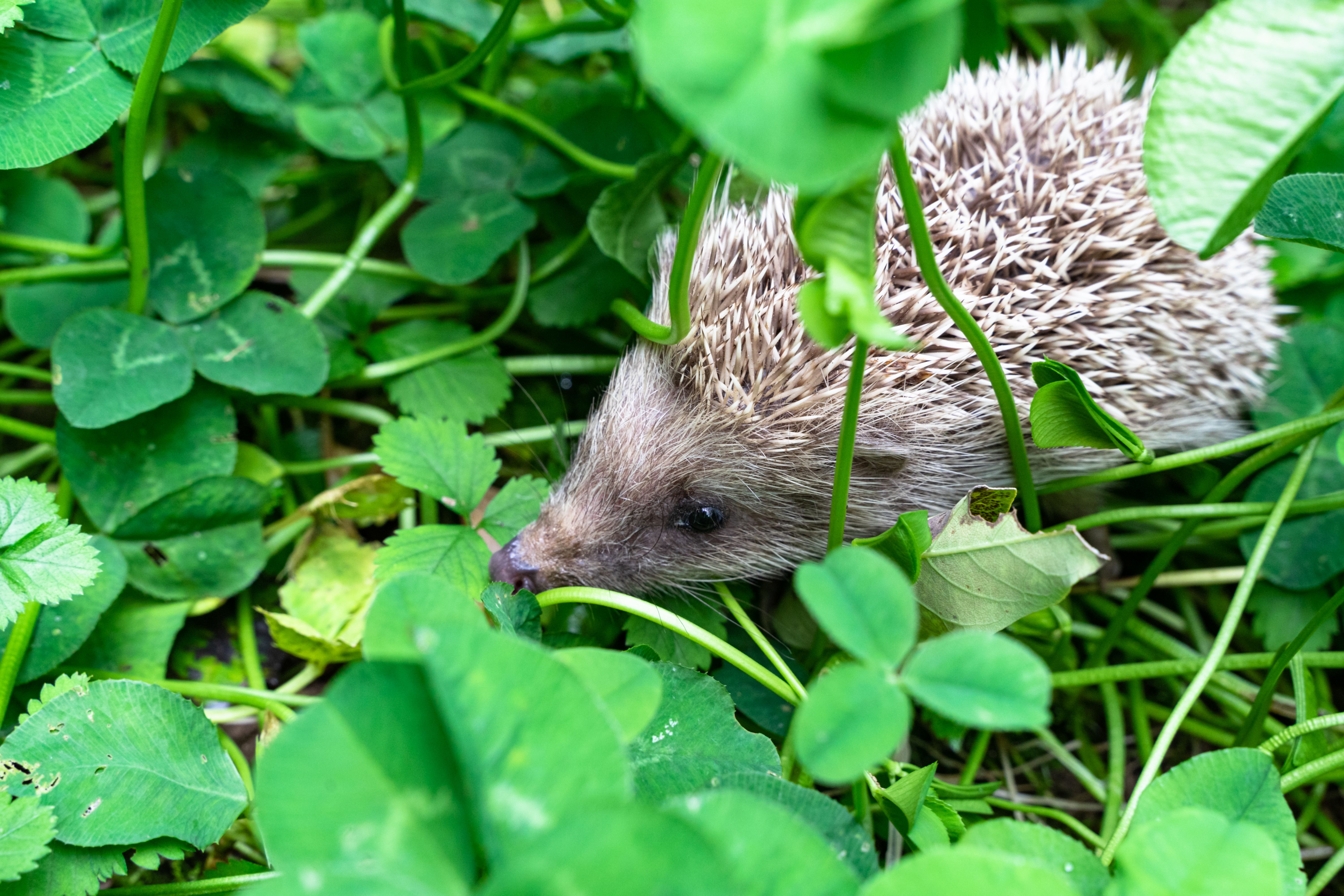 Hedgehog grass clover