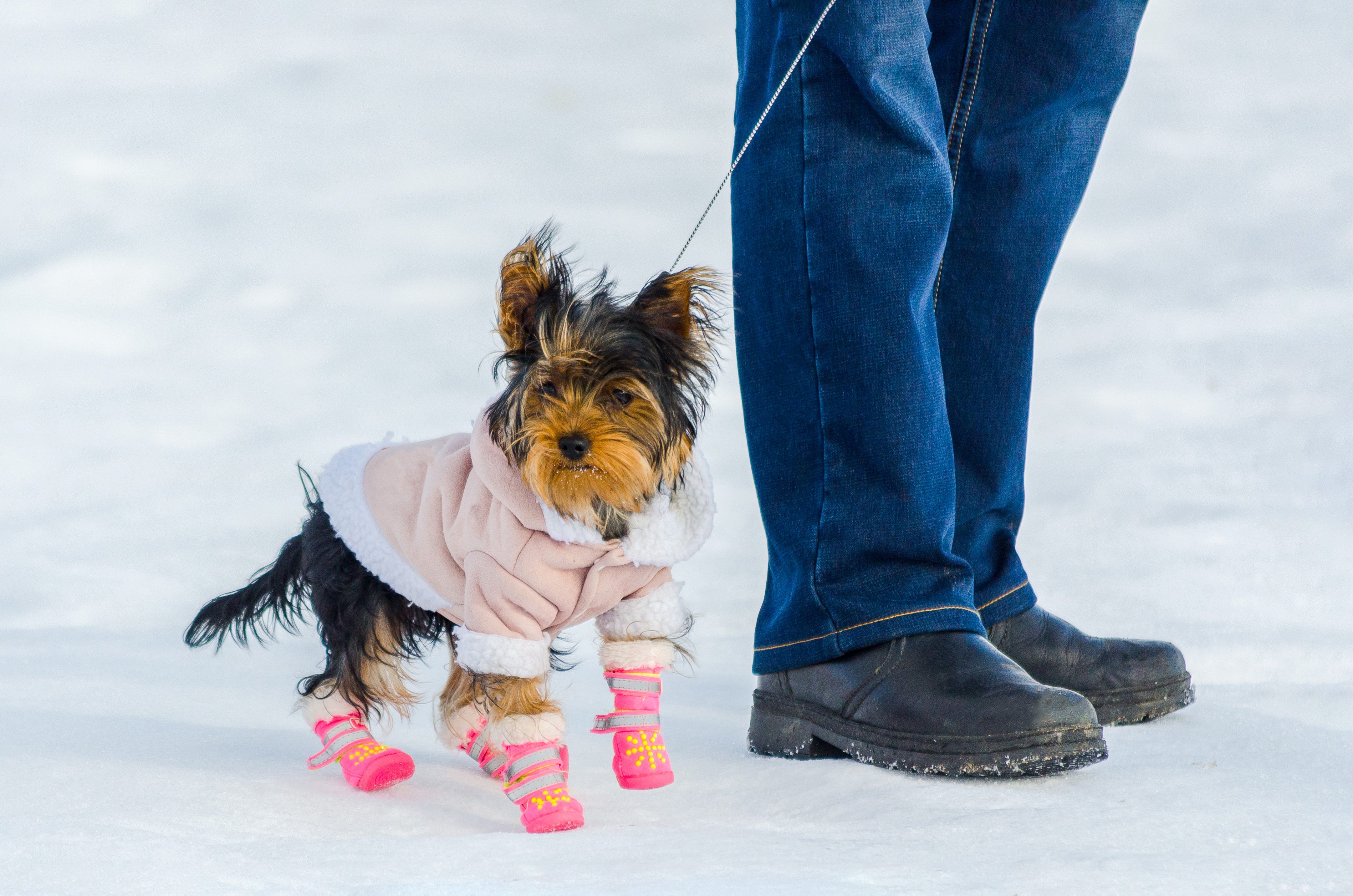 Yorkie winter