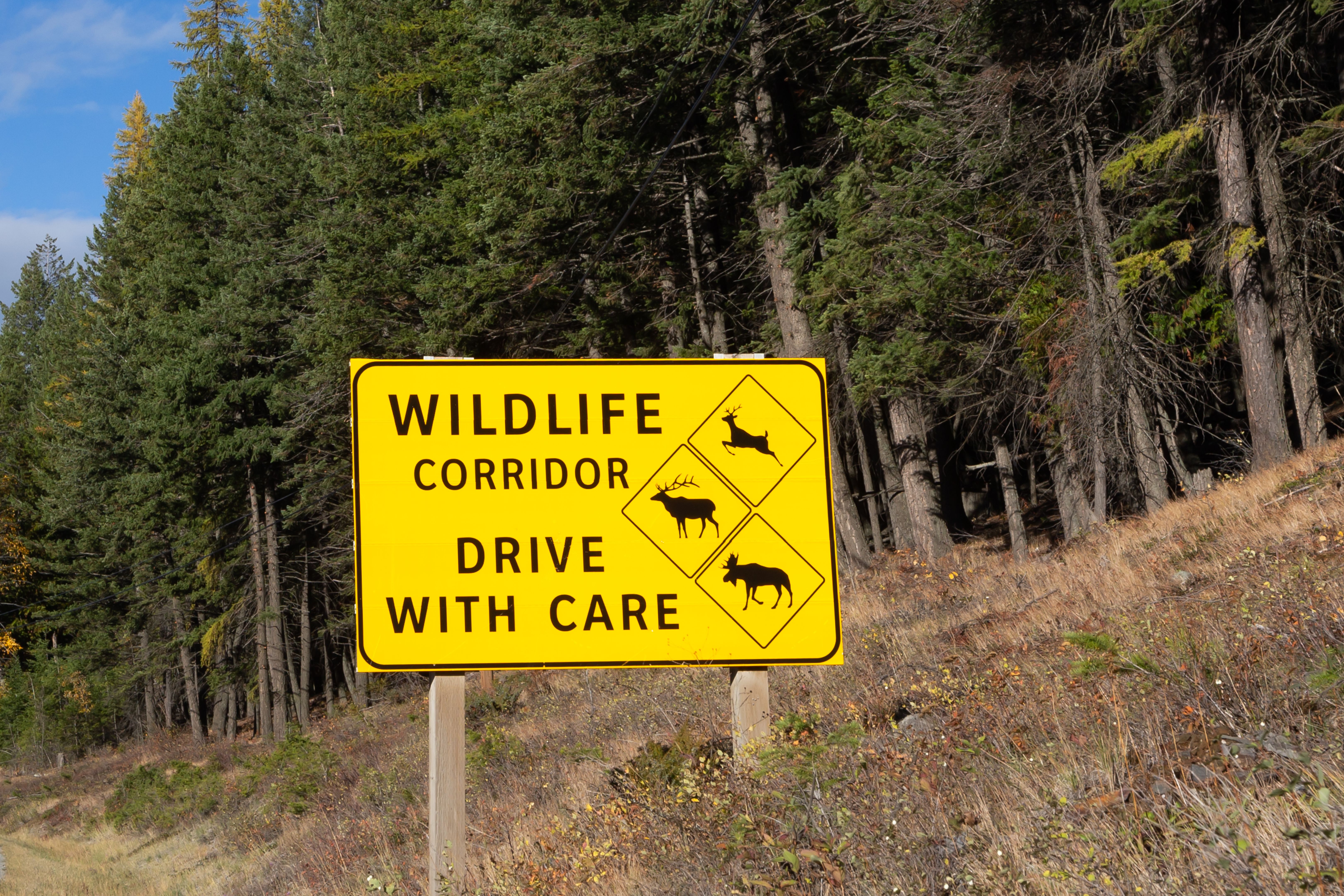local wildlife protection
