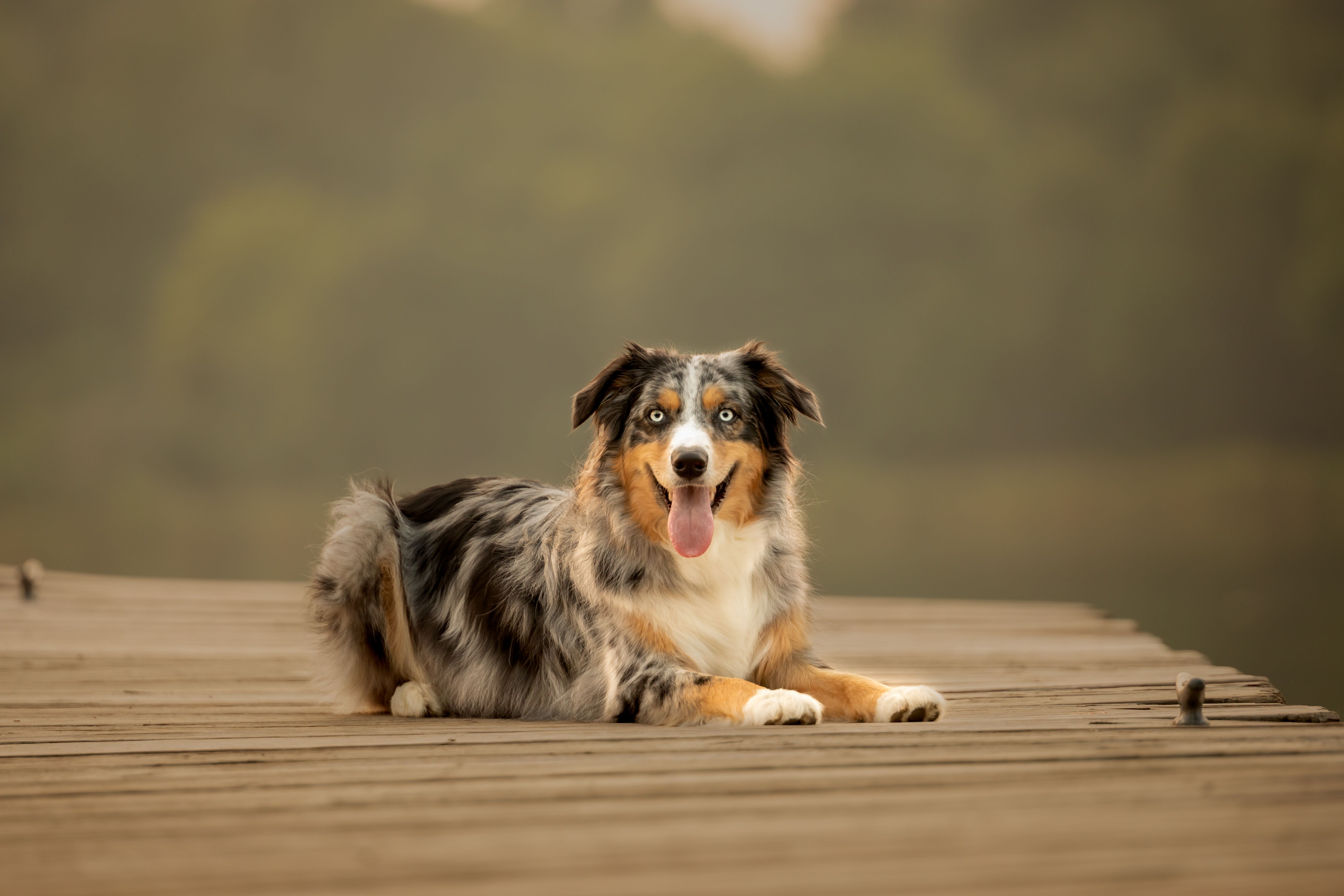 australian shepherd