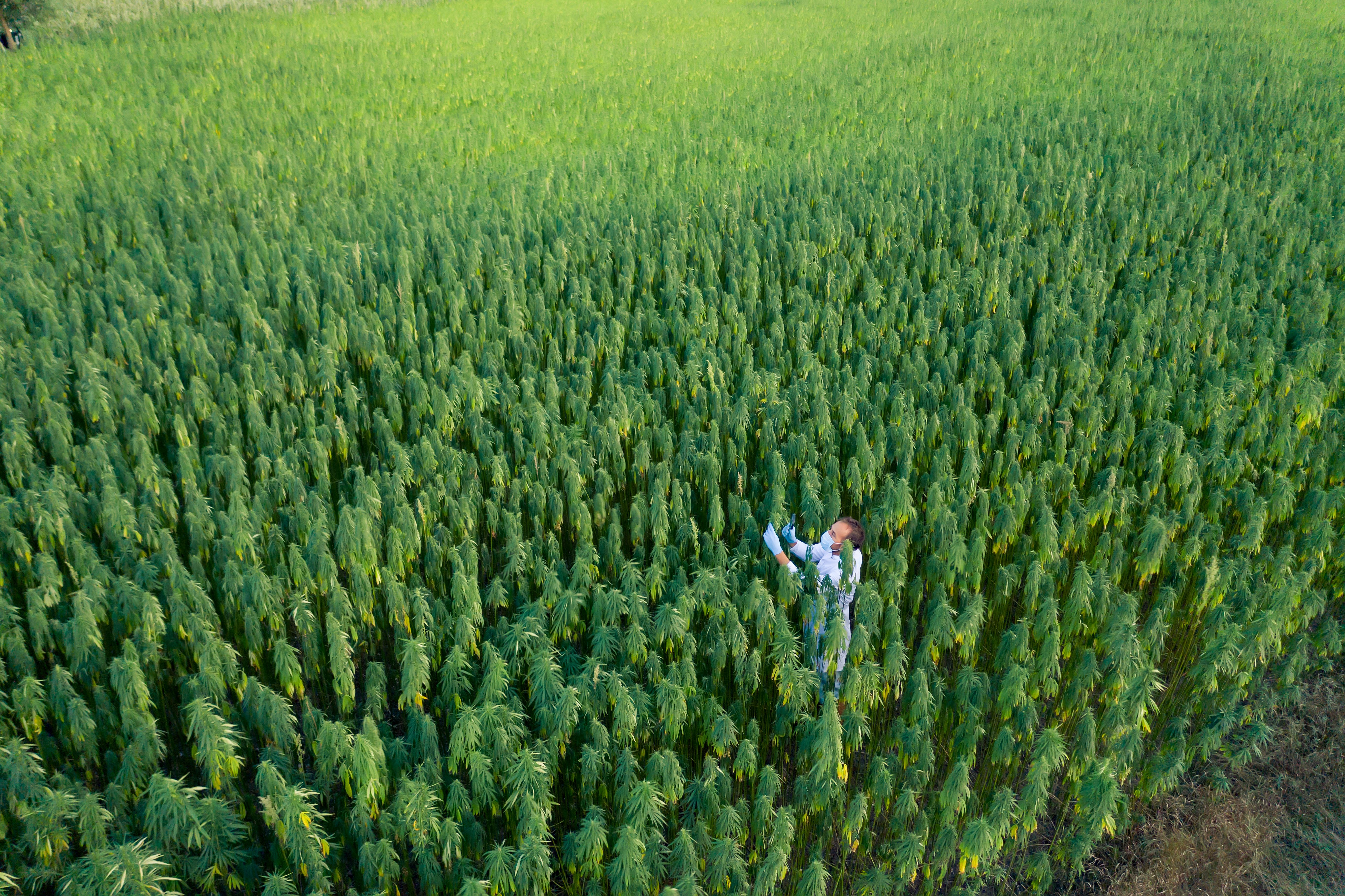 farmer in hemp field