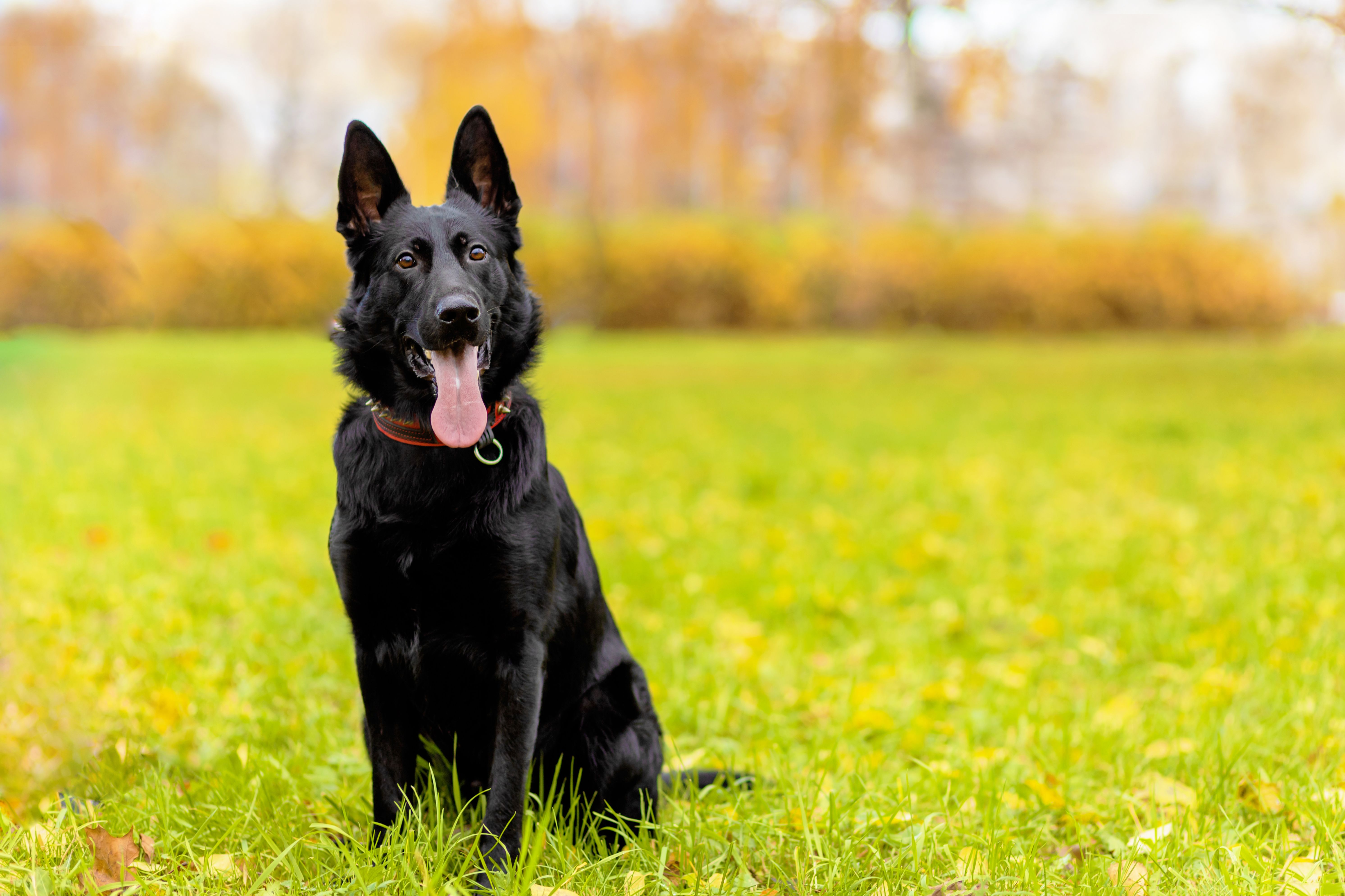 portrait of black german shepherd
