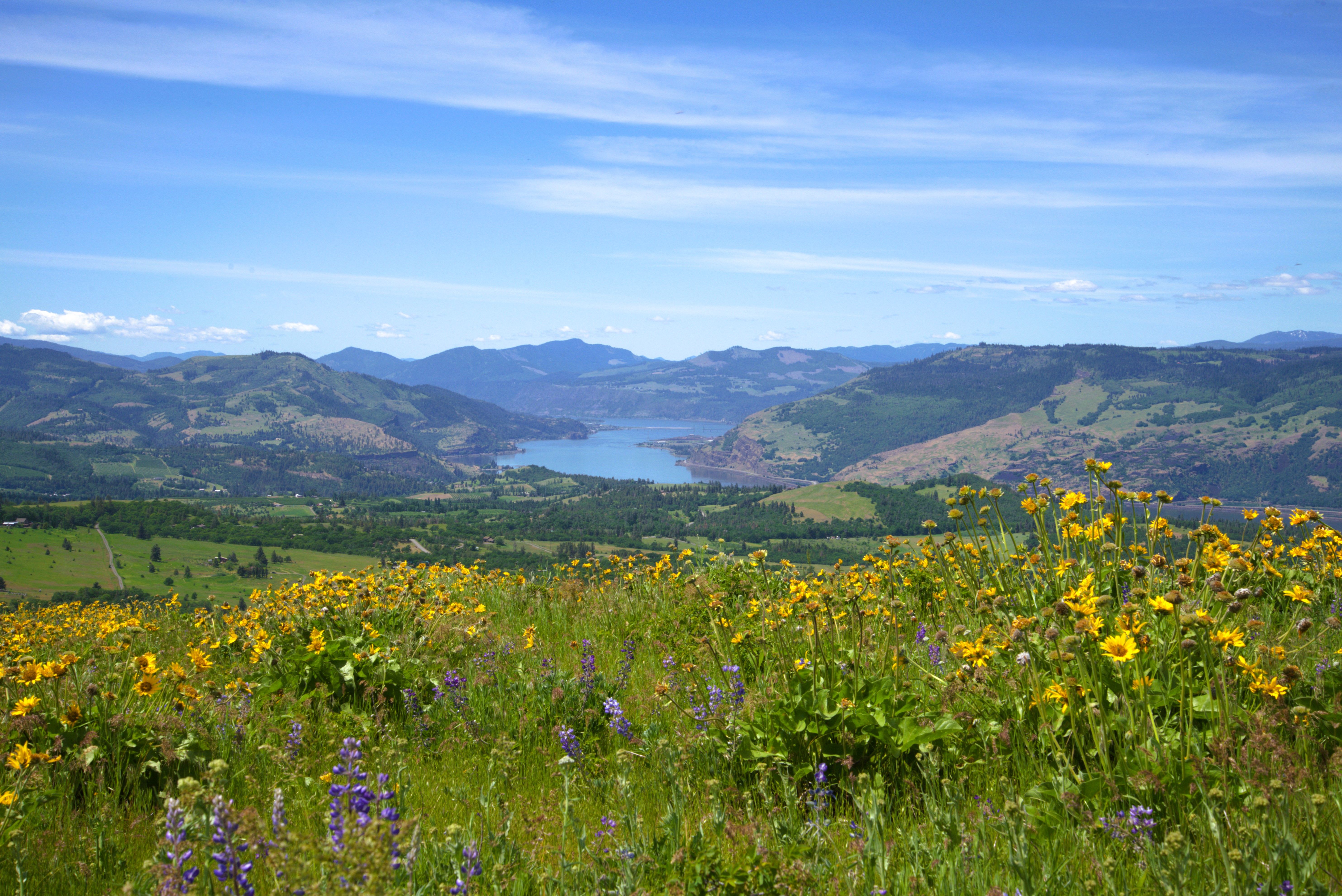 oregon native plants