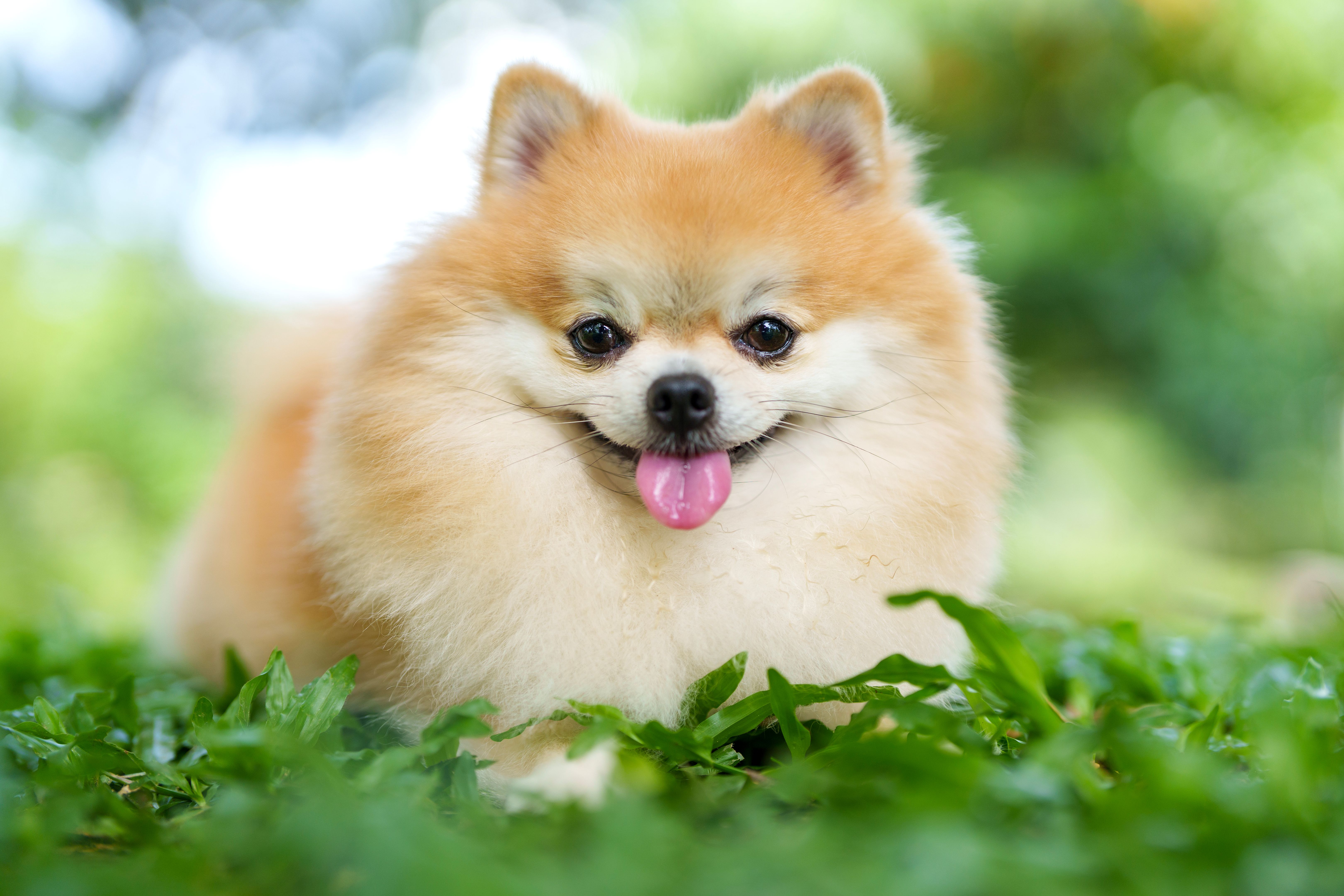 A cute Pomeranian dog relaxes on the grass on a sunny day outdoors, basking in the warmth of the sunlight with its fluffy fur spread out, enjoying the peaceful moment.