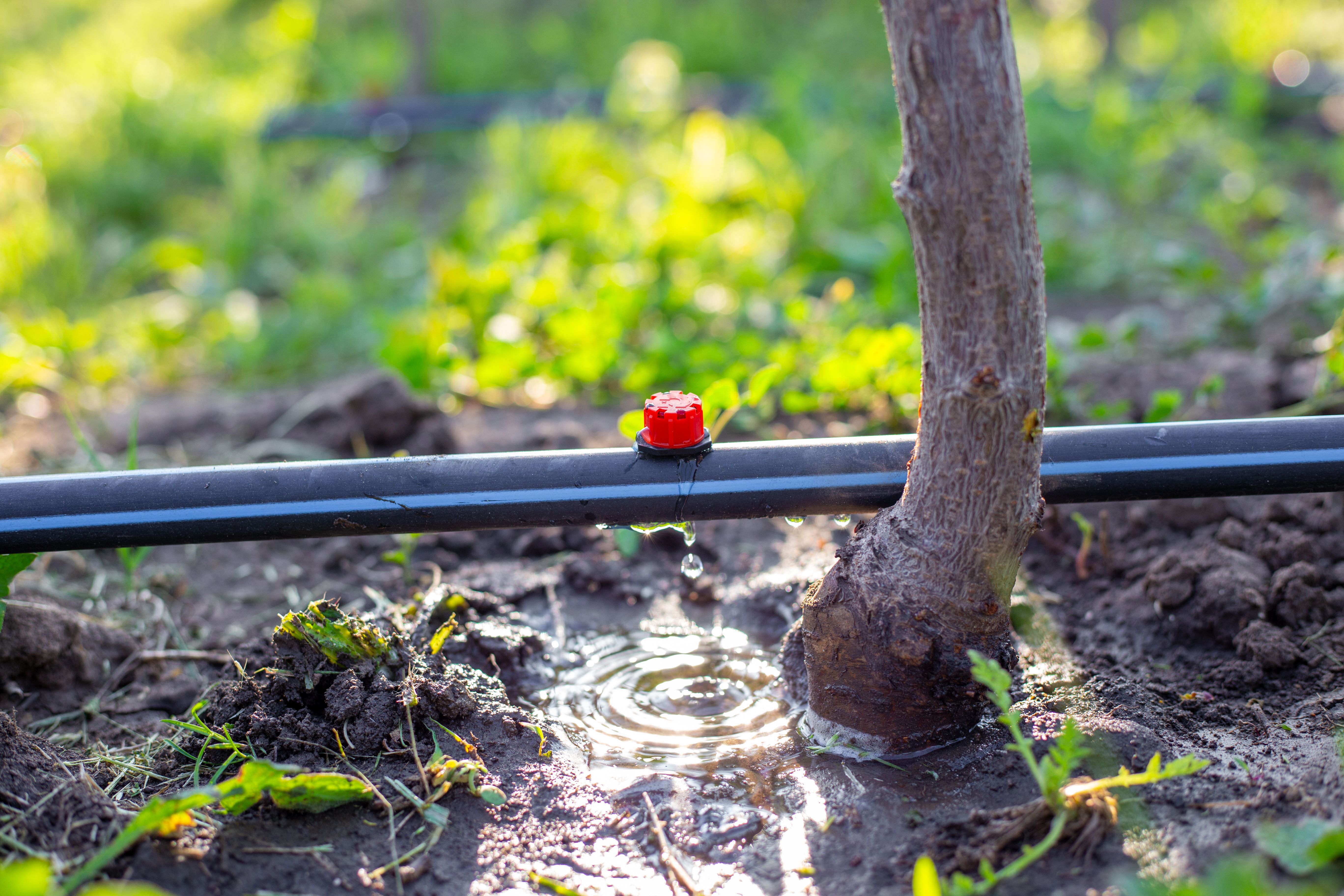 drip irrigation