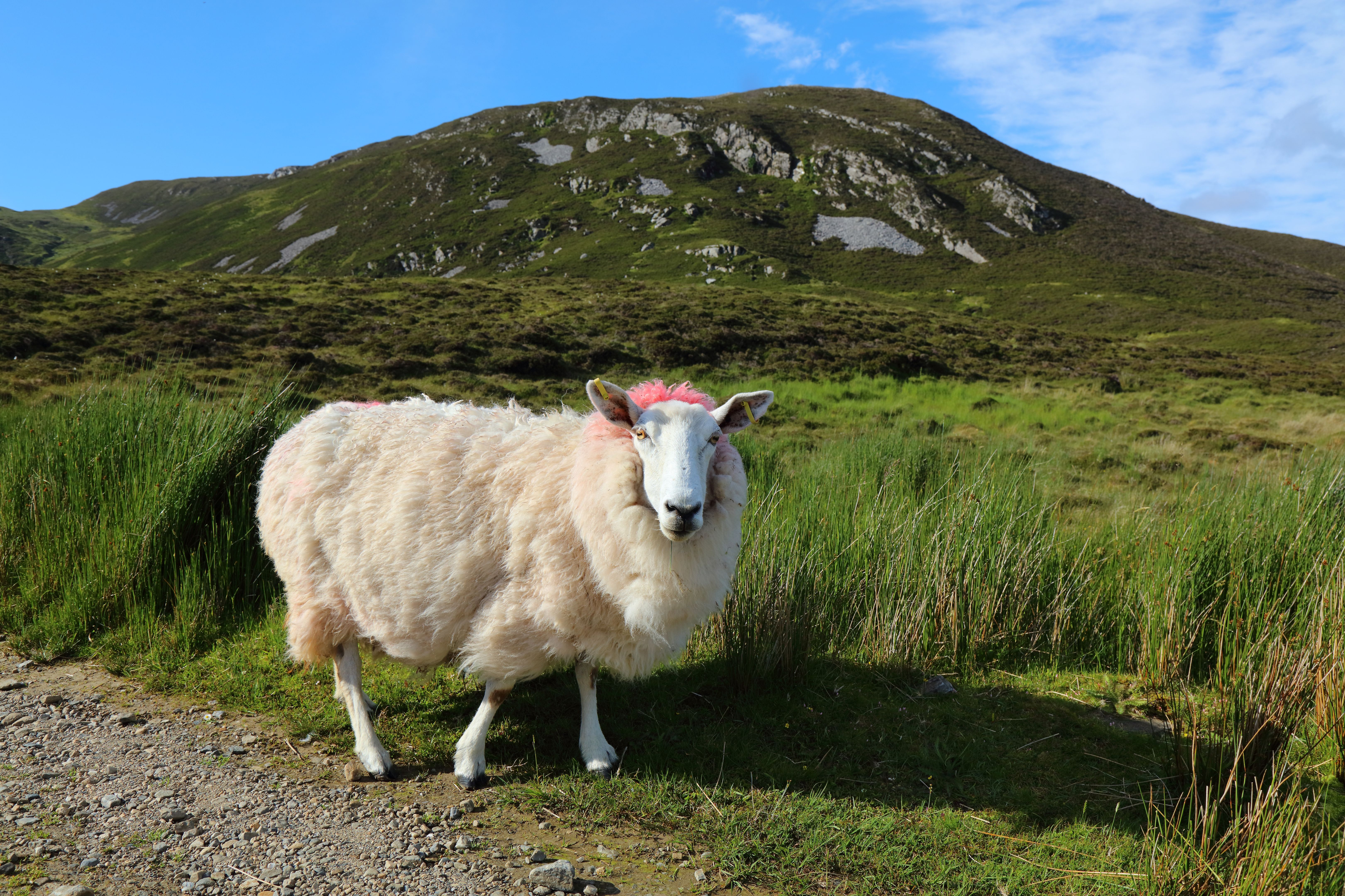 Galway native Irish sheep breed in Ireland