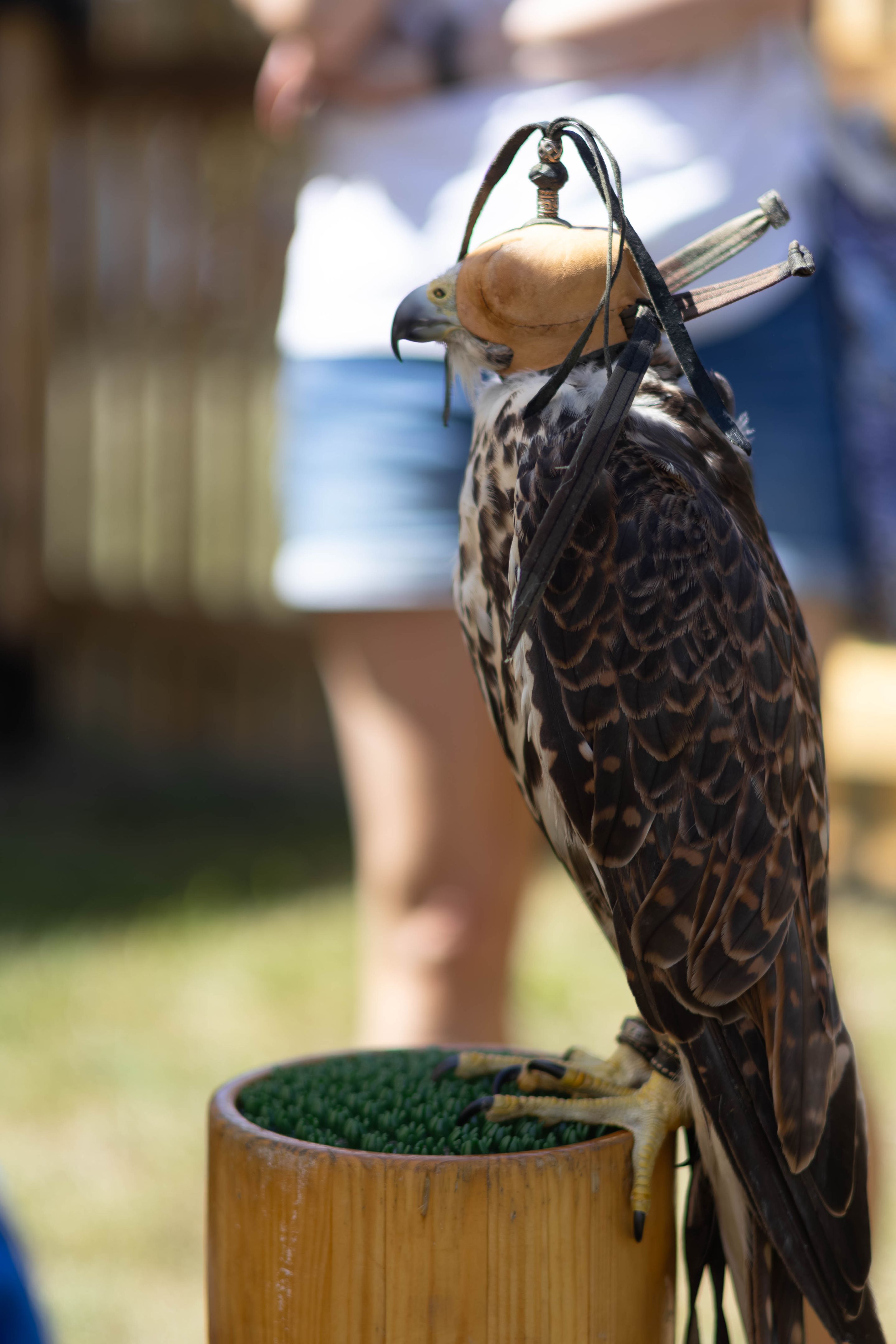 falconry display