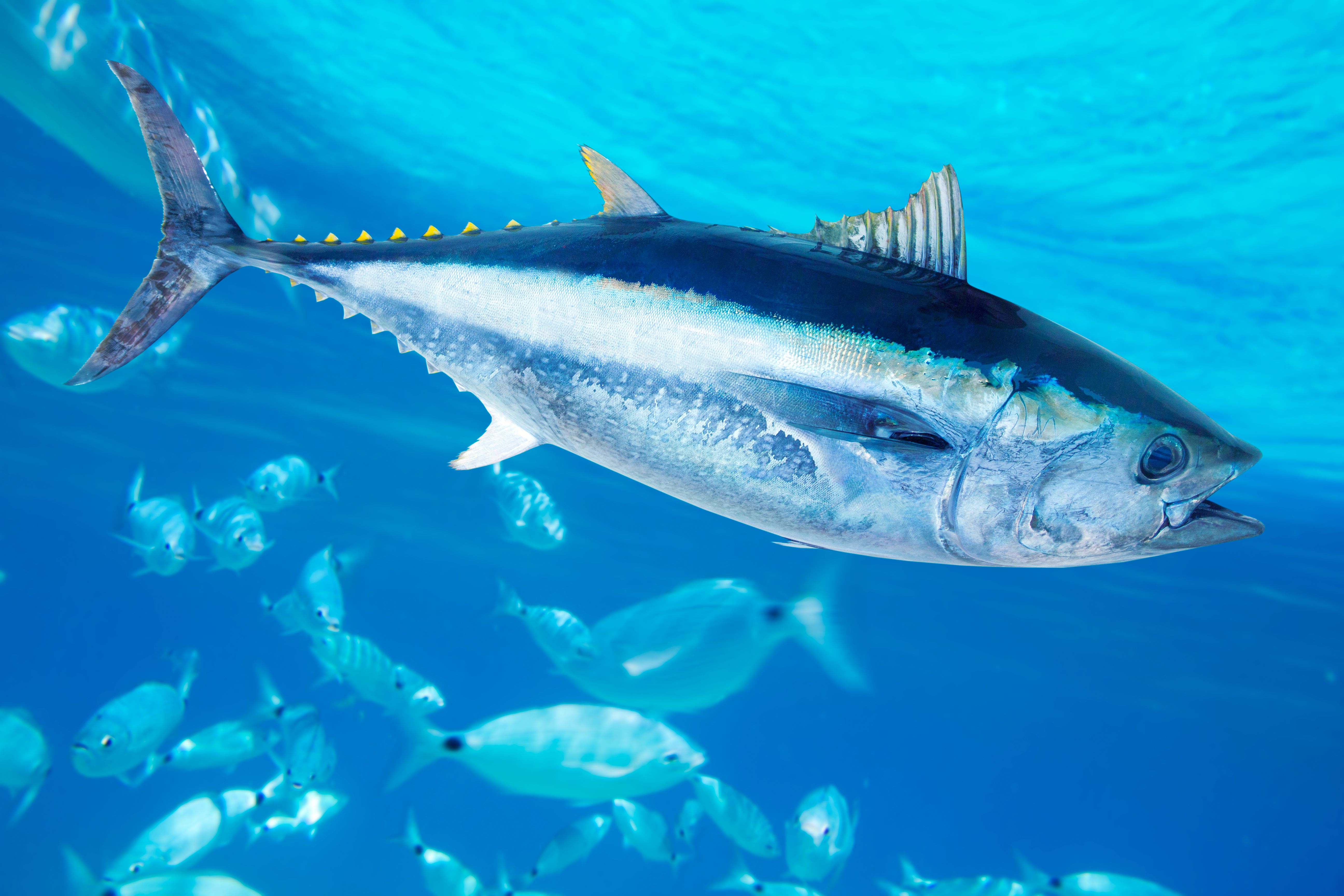 Bluefin tuna Thunnus thynnus saltwater fish